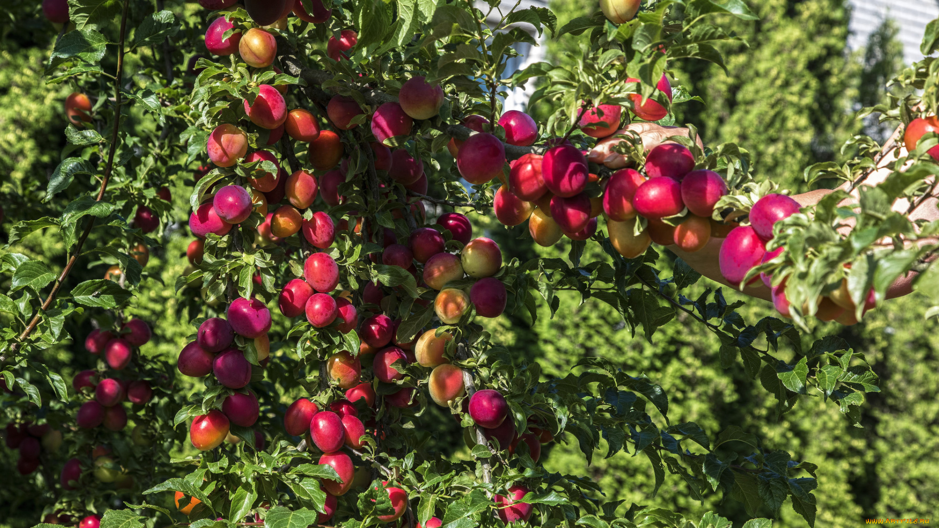 природа, плоды, слива, листья, ветки, дерево