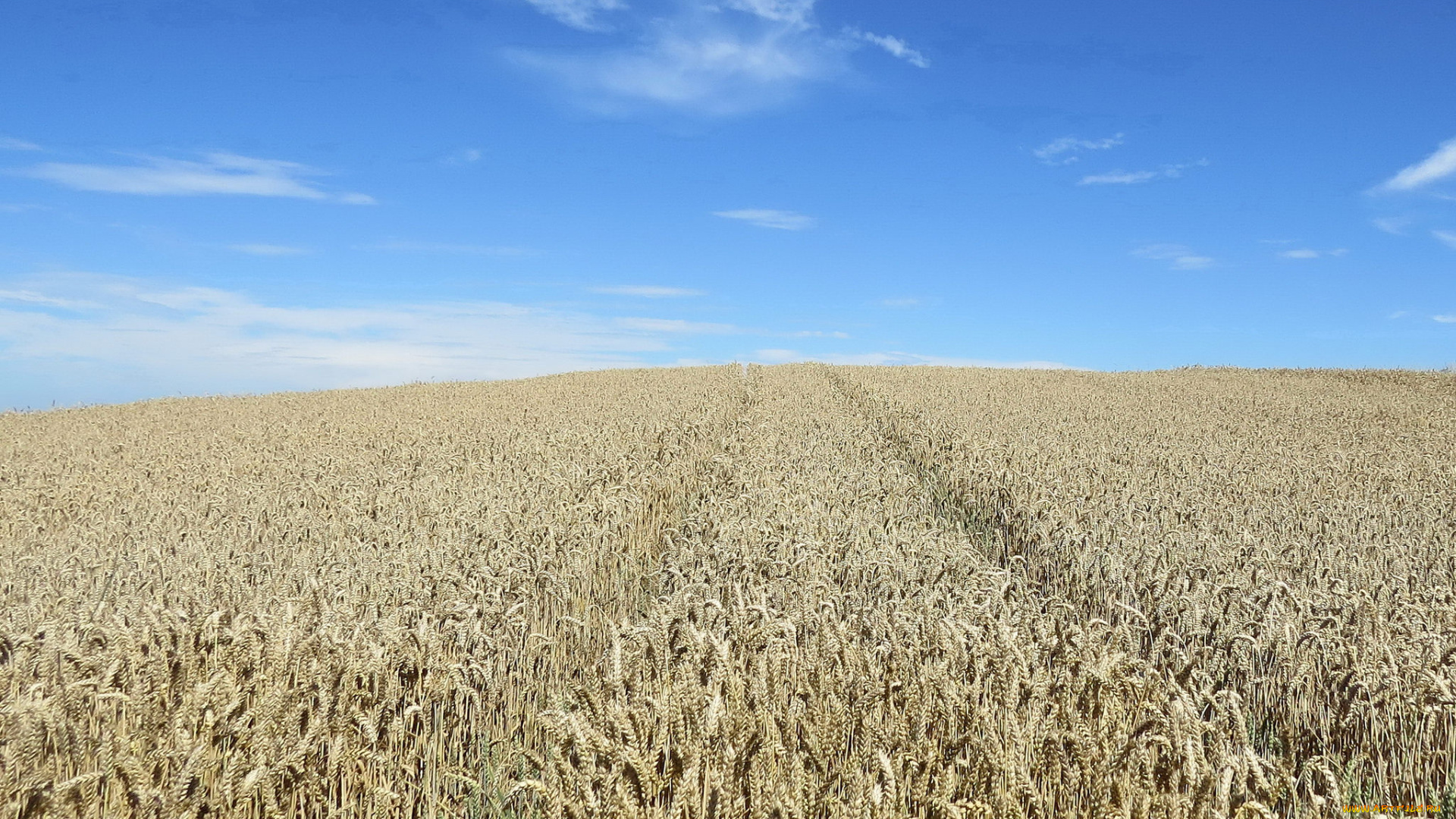 природа, поля, поле, колосья