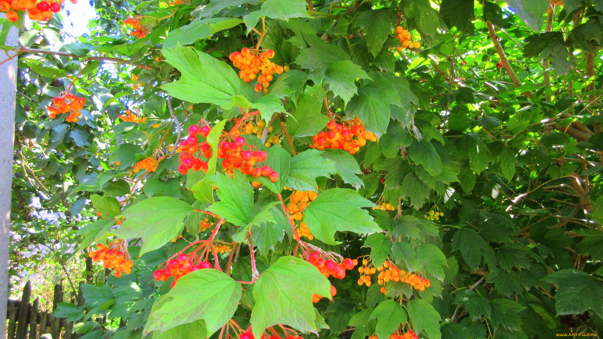 природа, Ягоды, , калина, листья, калина