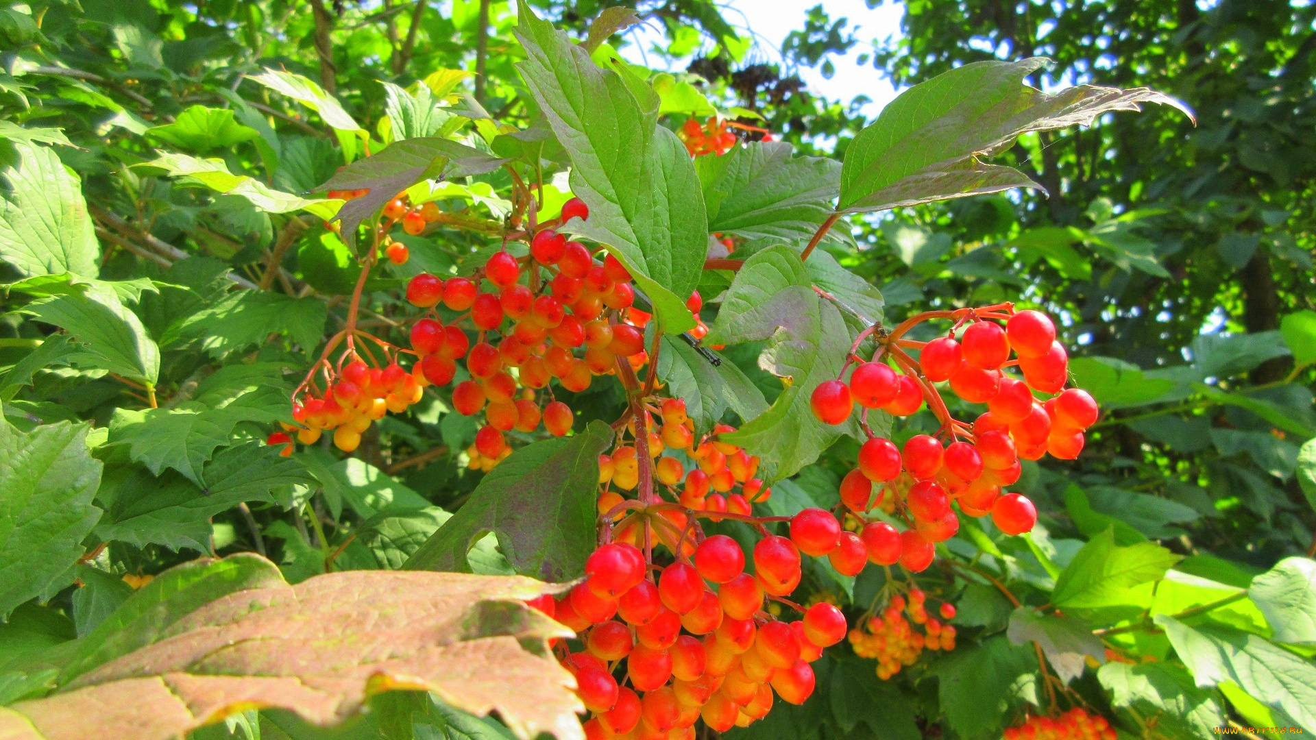 природа, Ягоды, , калина, листья, калина