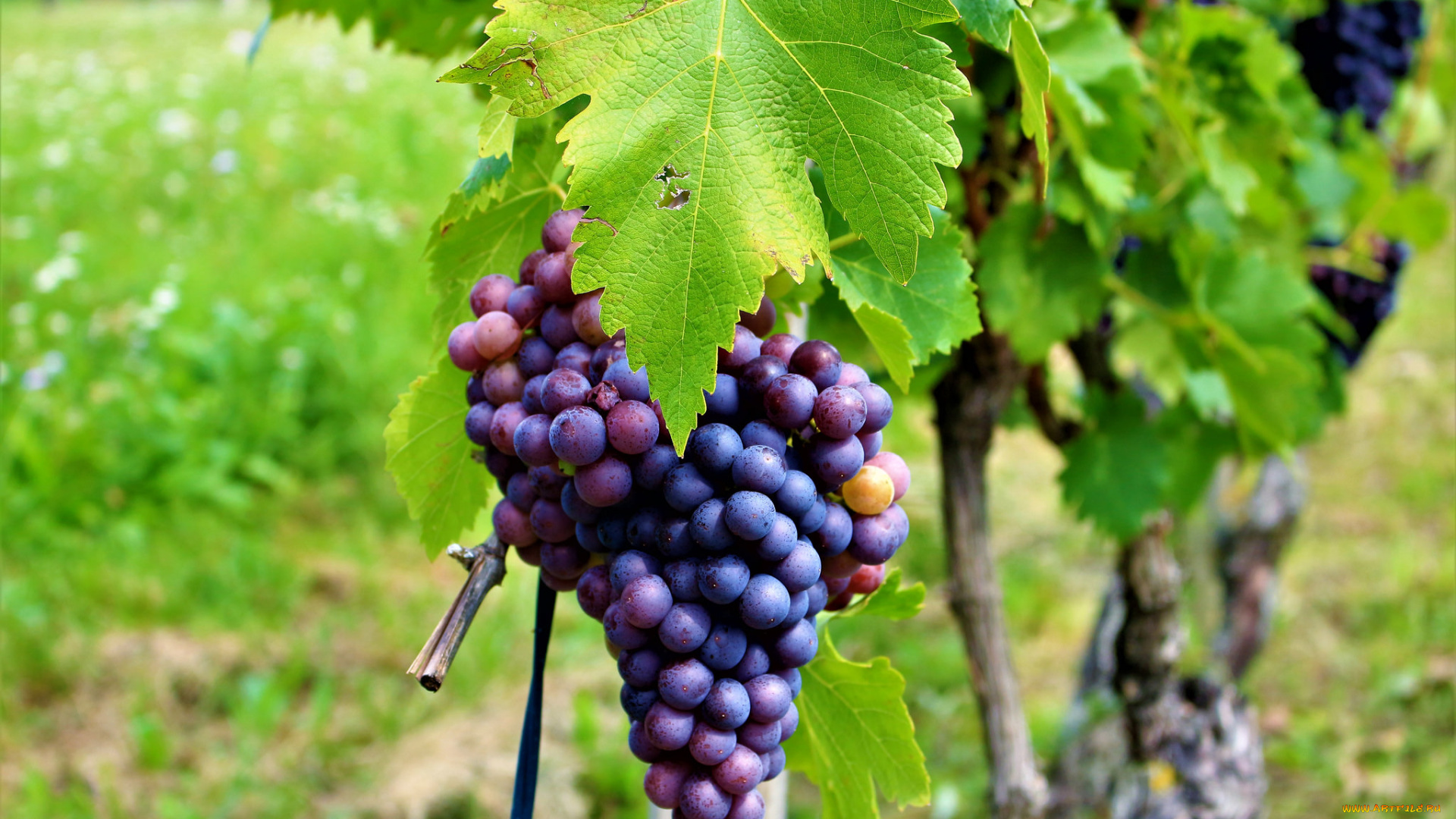 природа, Ягоды, , виноград, виноградник, листва, грозди, виноград, the, vineyard, leaves, grapes