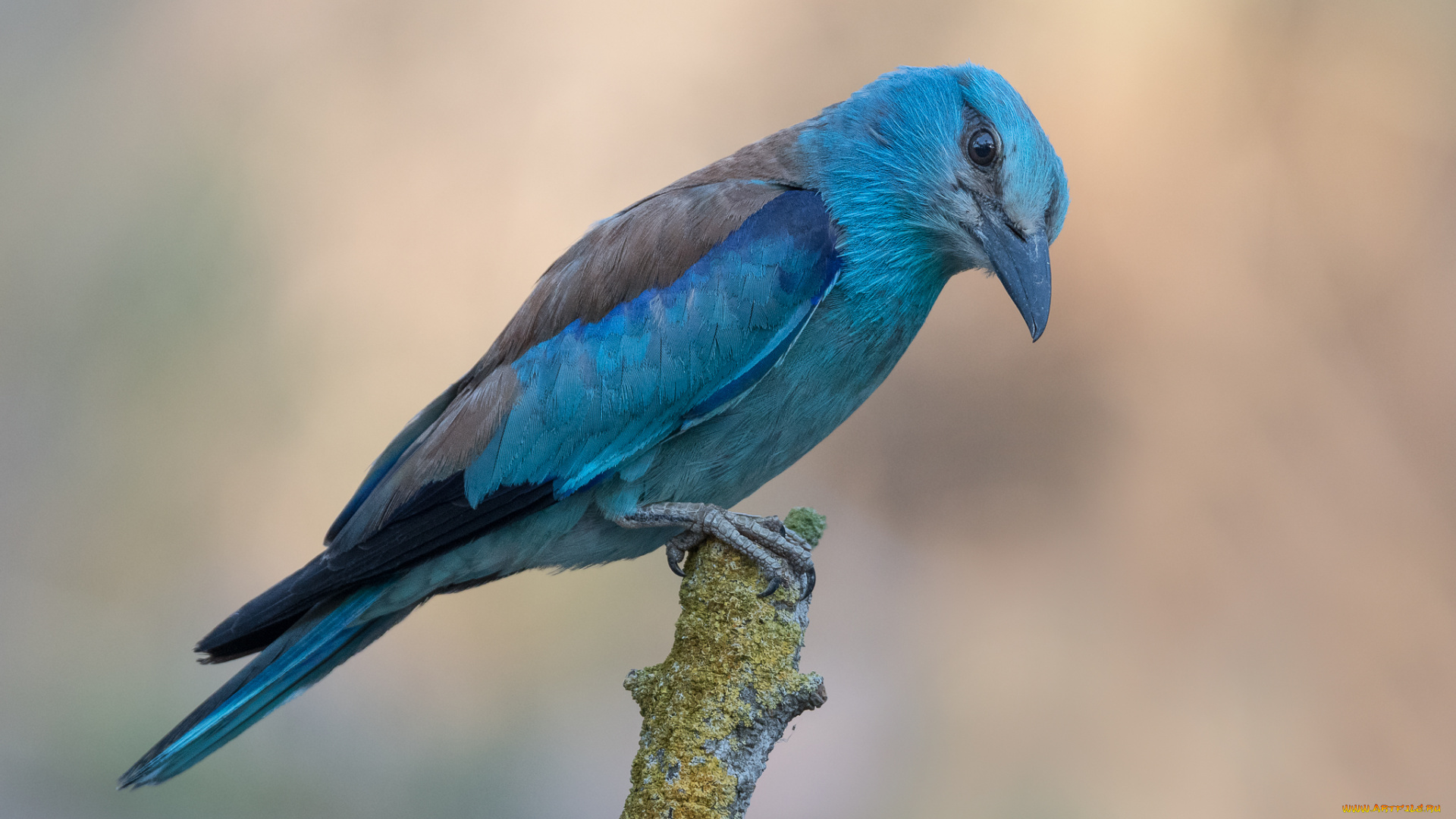 сойка, животные, сойки, птица, окрас, перья