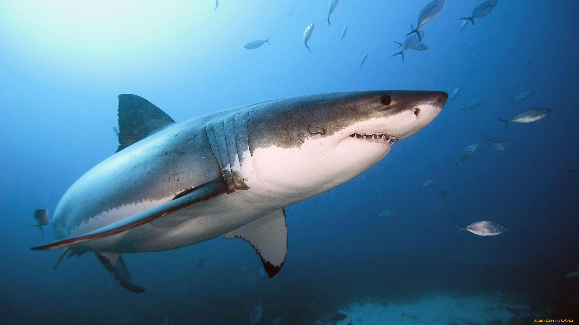 животные, акулы, море, акула