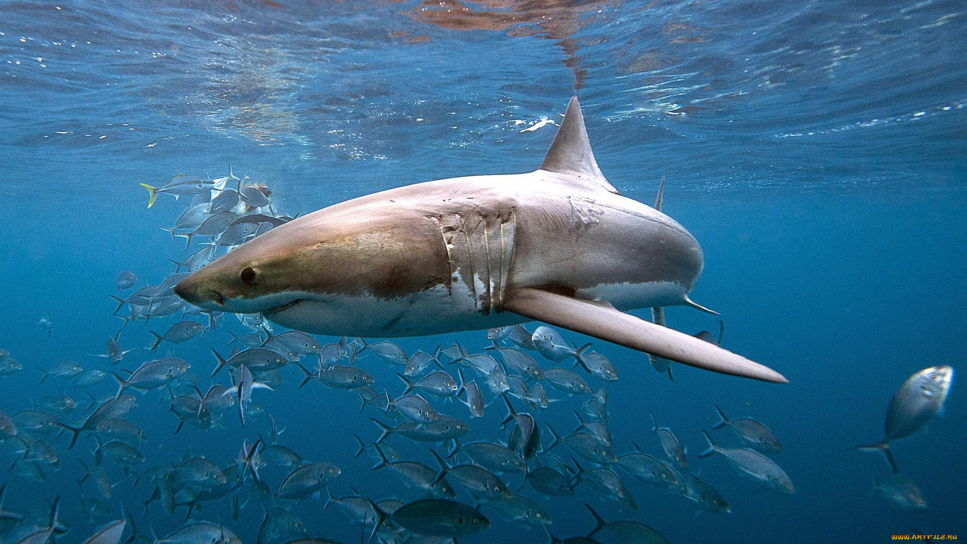 животные, акулы, море, акула