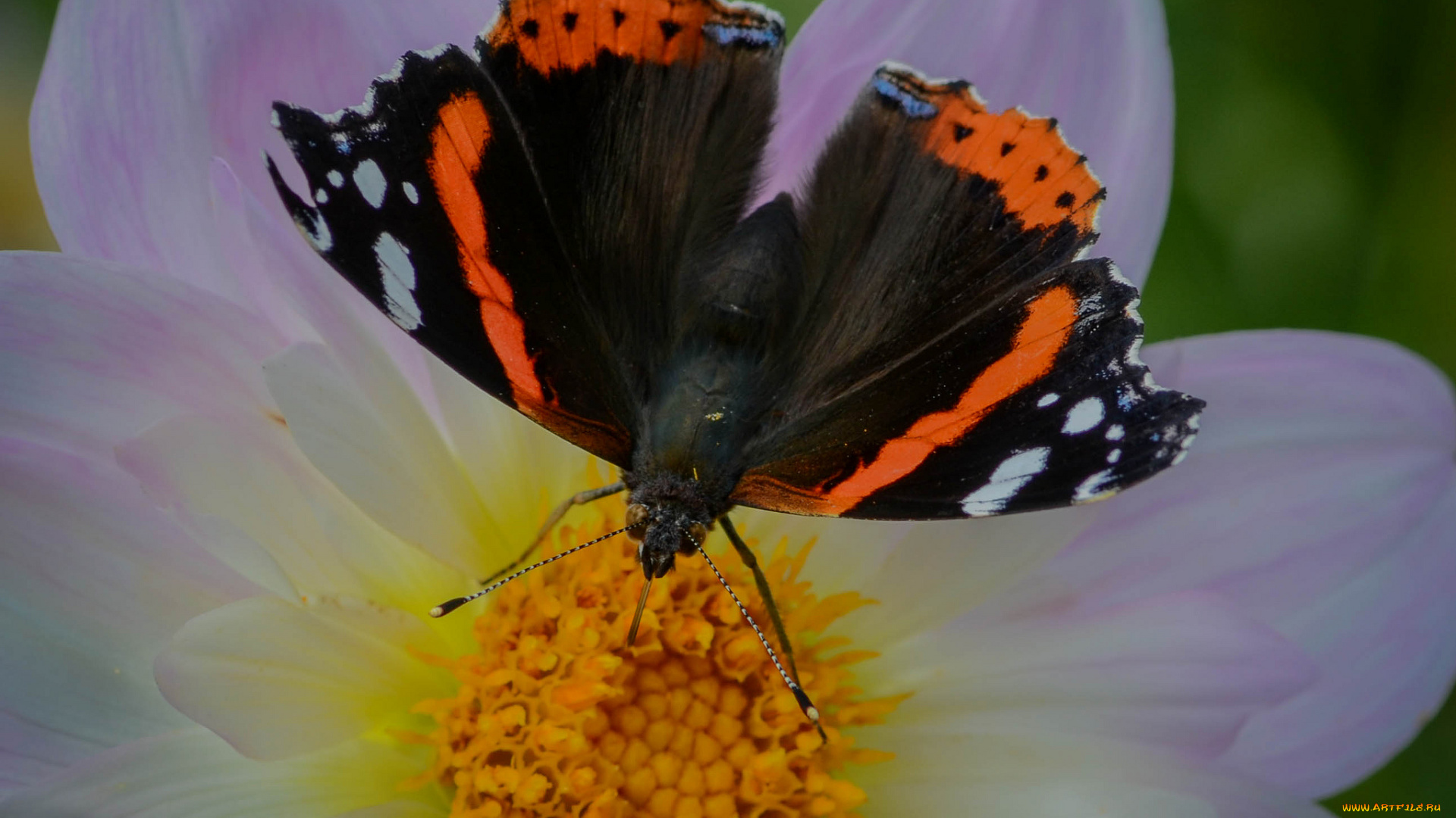 животные, бабочки, , мотыльки, , моли, бабочка