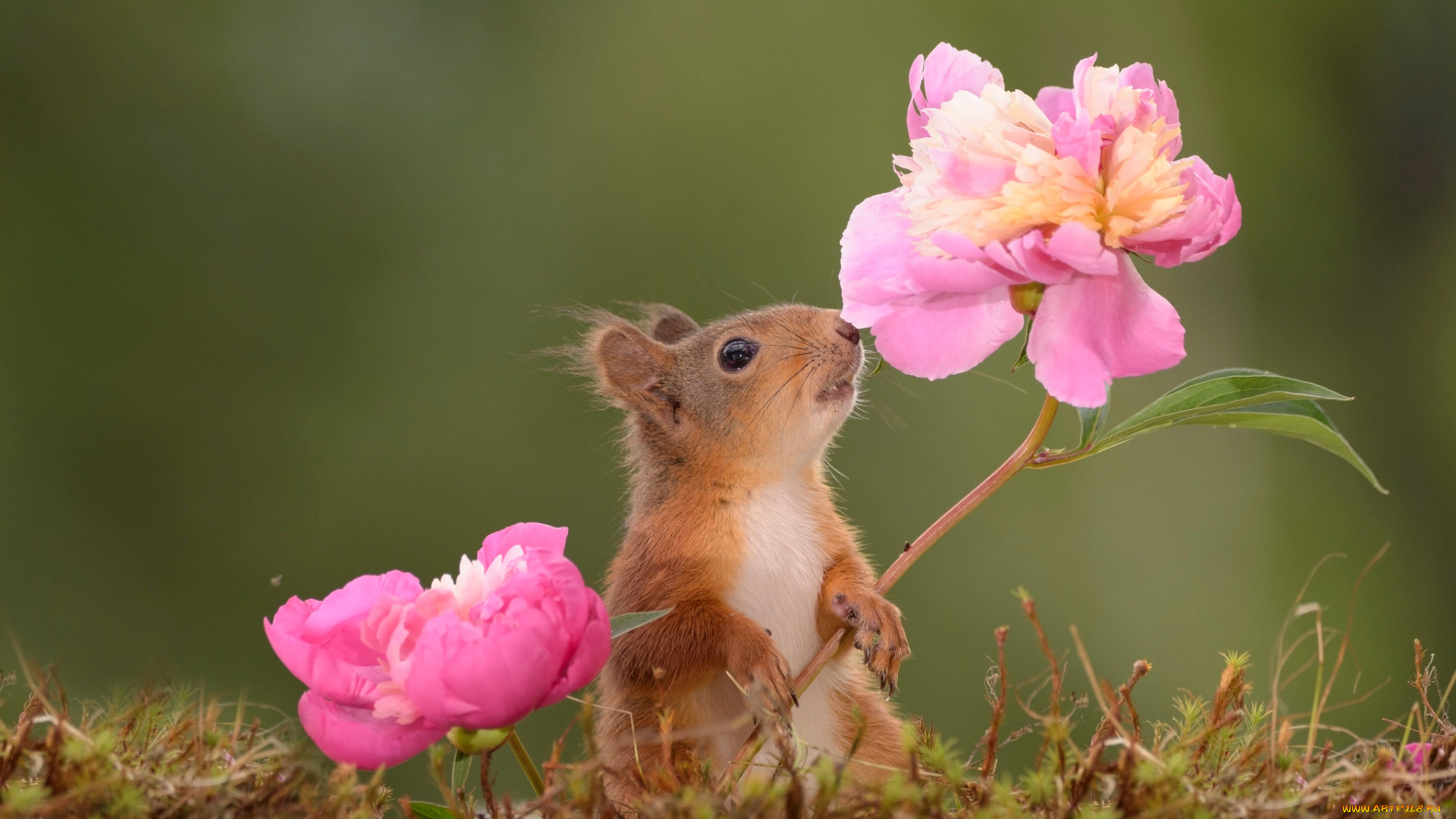 животные, белки, пионы, цветы, грызун, мох, животное, природа, белка