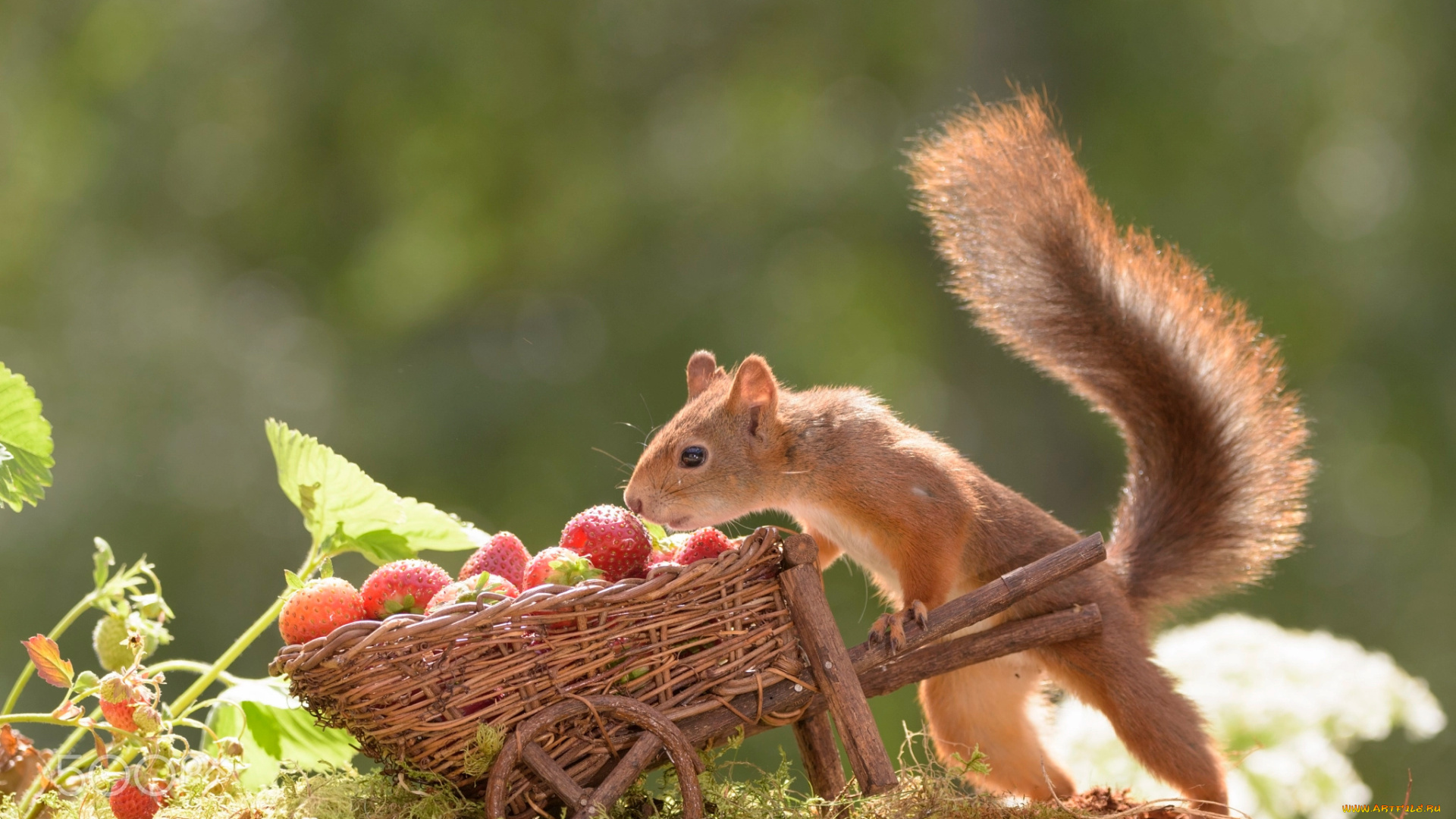 животные, белки, тележка, природа, белка, грызун, животное, ягоды, клубника