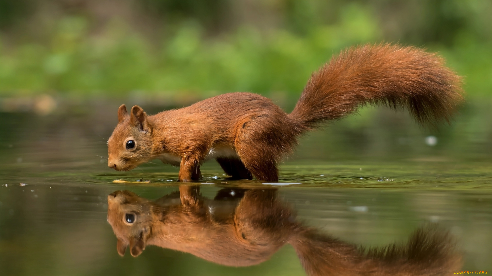 животные, белки, животное, зверёк, отражение, вода, белка, грызун