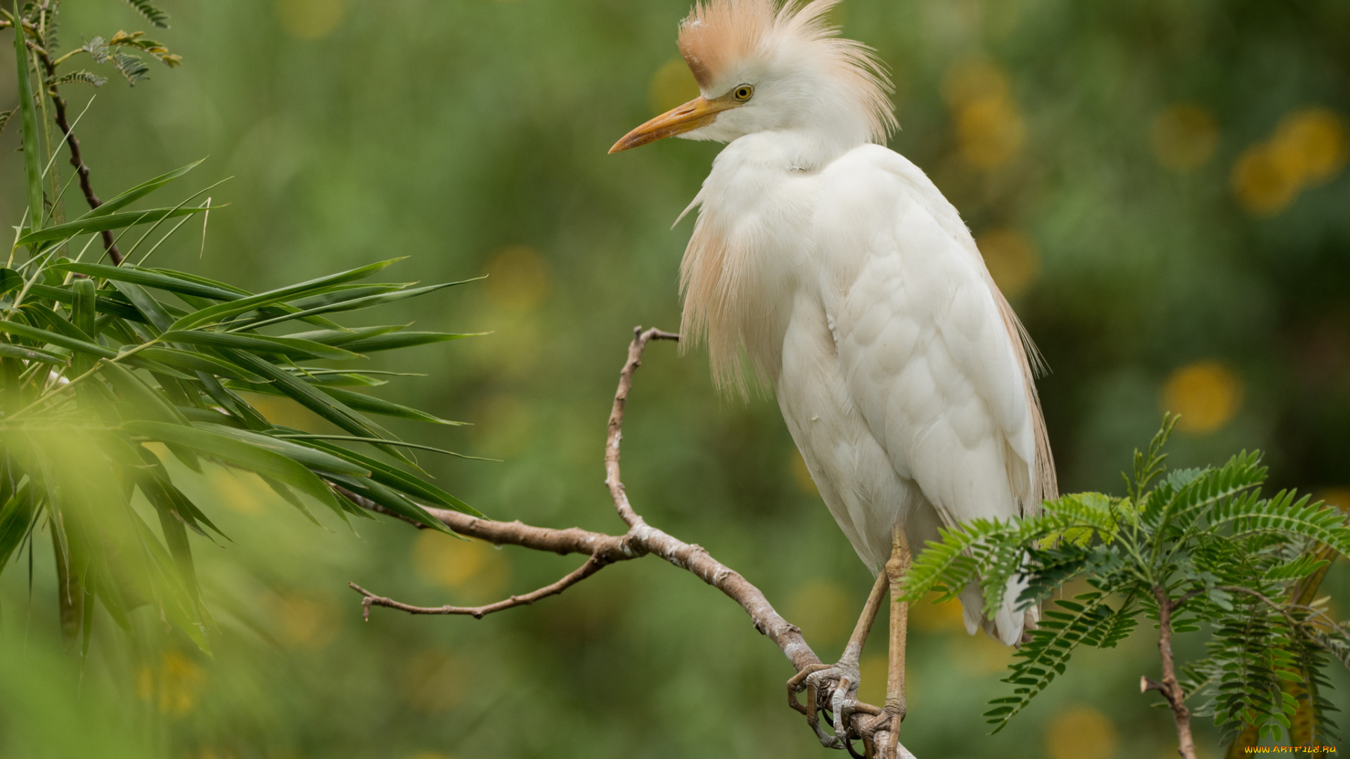 животные, цапли, , выпи, дерево, природа, ветки, цапля, птица