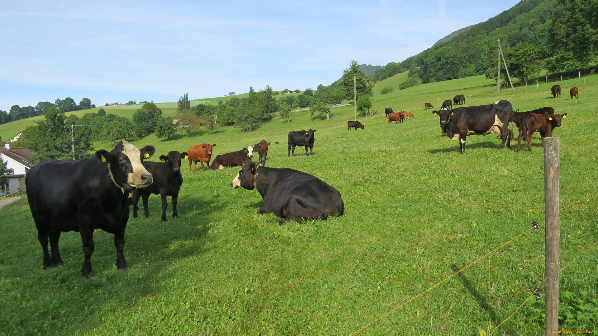 животные, коровы, , буйволы, луг