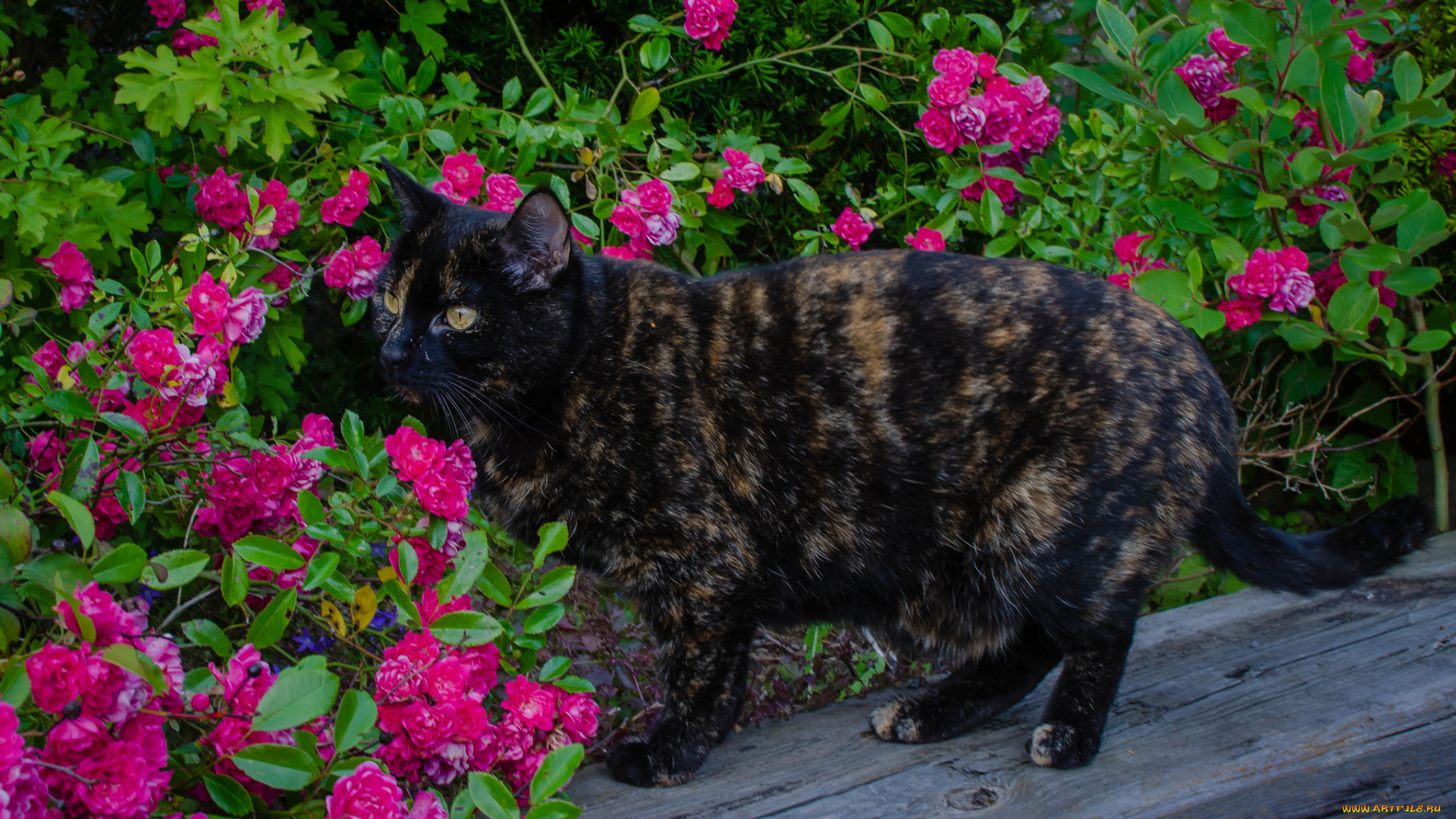 животные, коты, кошка