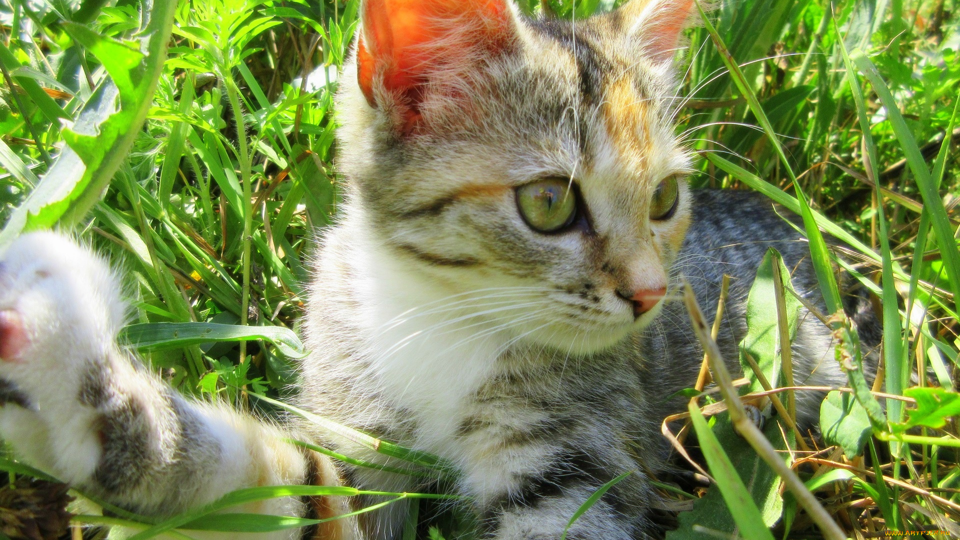 животные, коты, трава, кошка