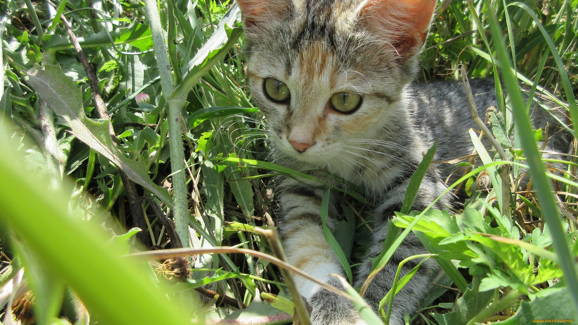 животные, коты, трава, кошка