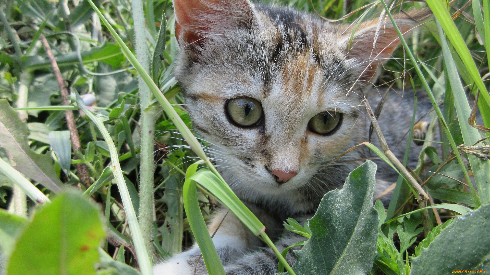 животные, коты, трава, кошка