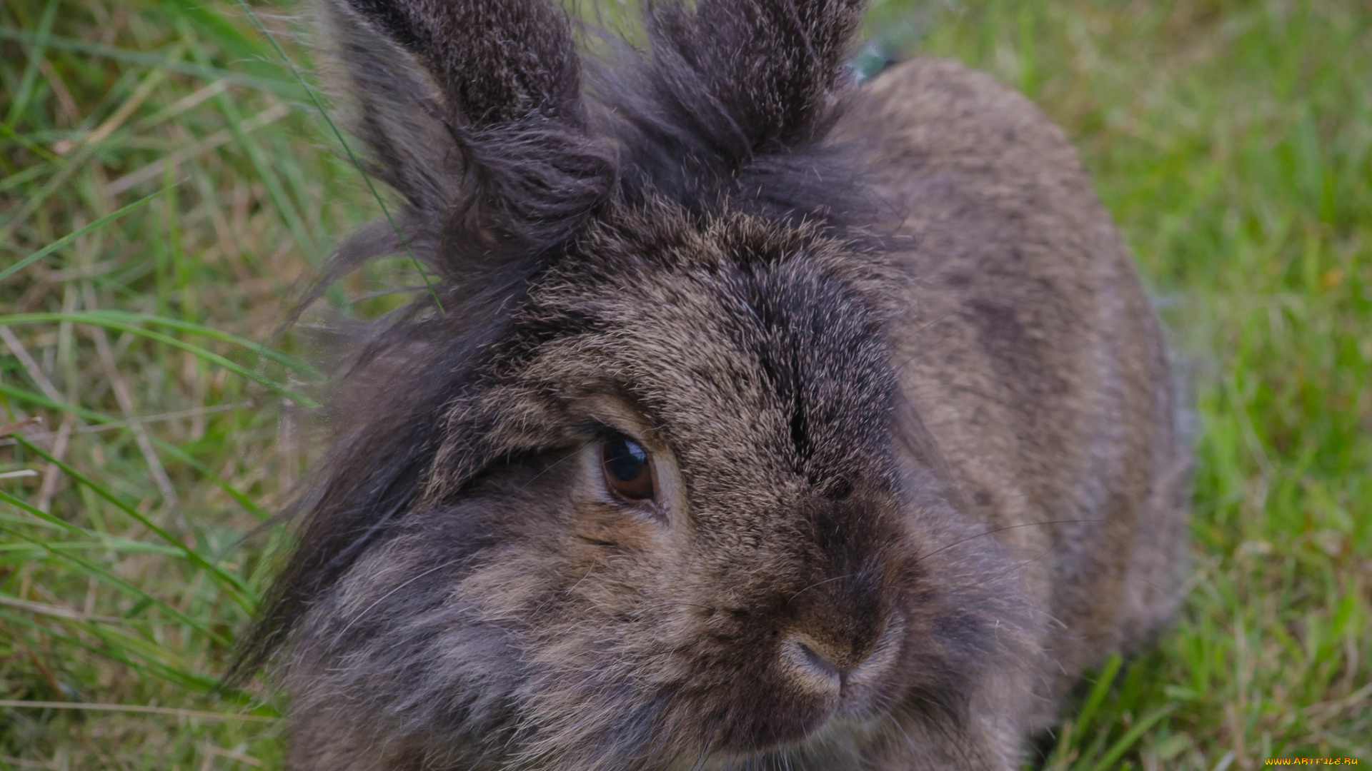 животные, кролики, , зайцы, кролик