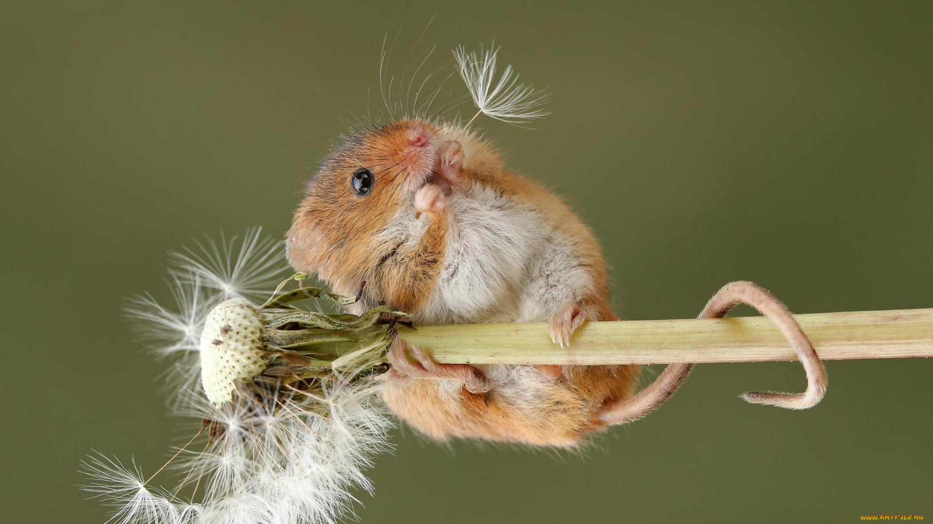 животные, крысы, , мыши, мышь