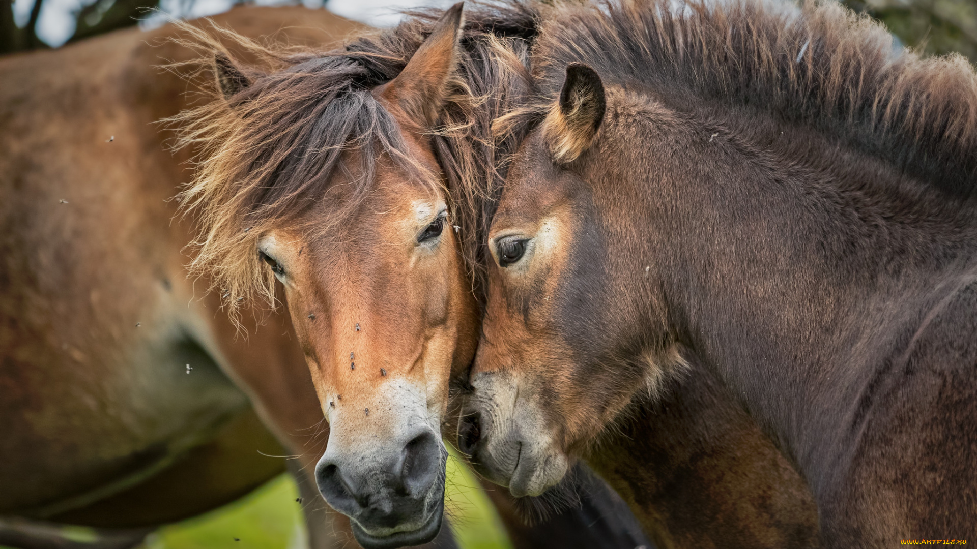 животные, лошади