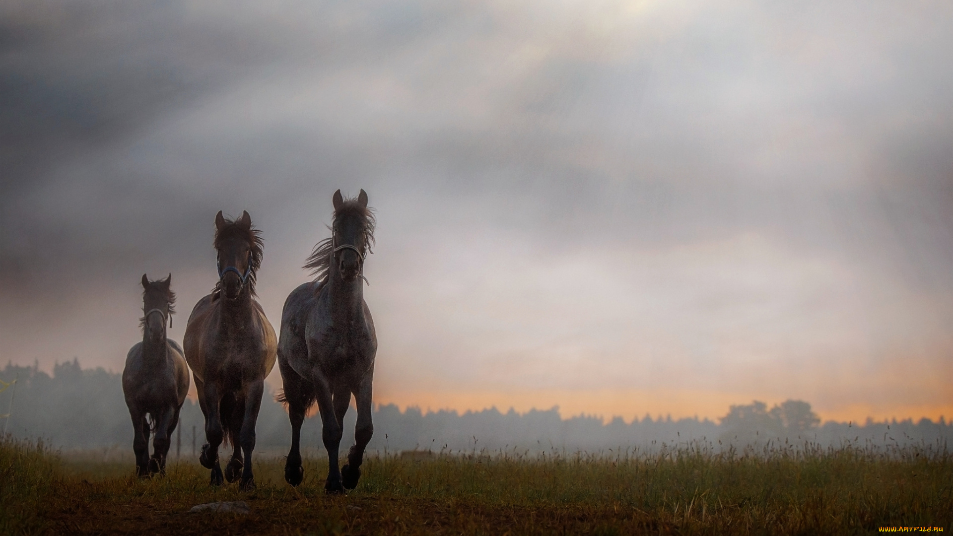 животные, лошади, хвост, грива, окрас, лошадь