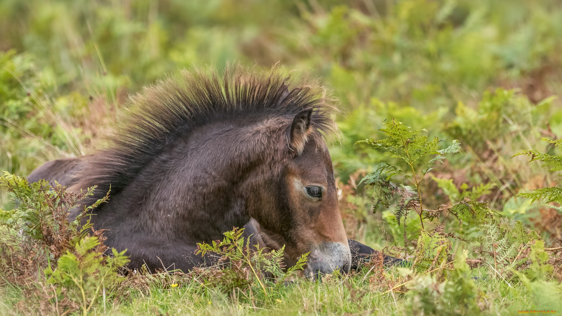 животные, лошади, лошадь