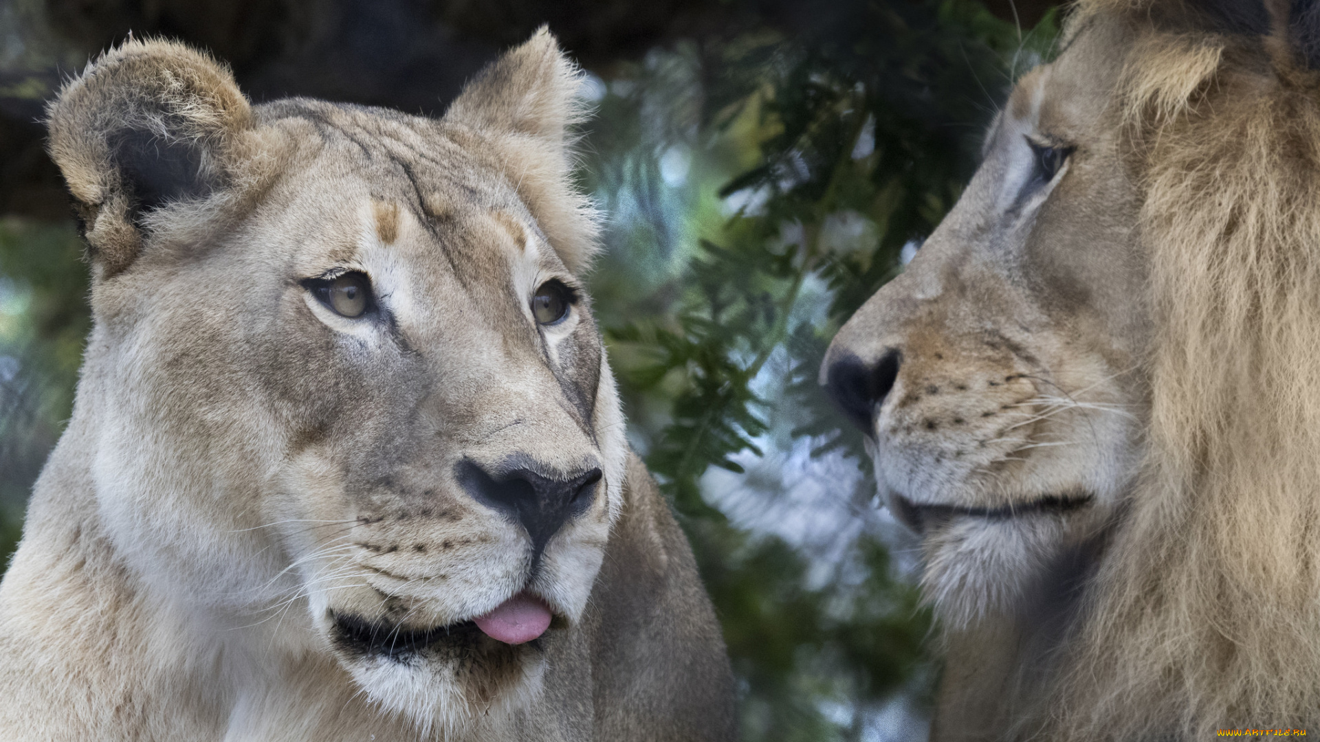 животные, львы, зоопарк, лев, пара, львица