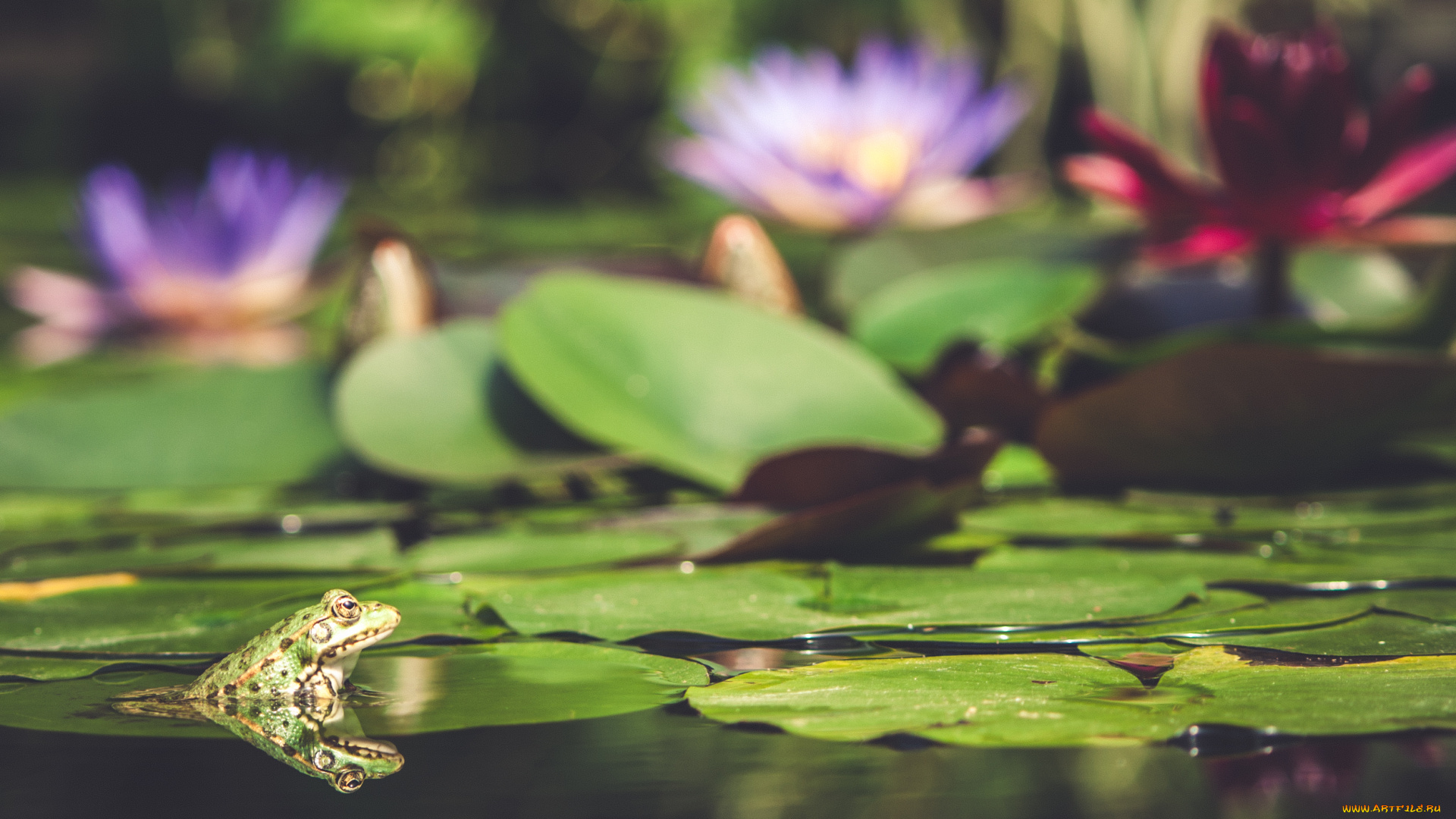 животные, лягушки, фон, макро, милая, окрас, лягушка