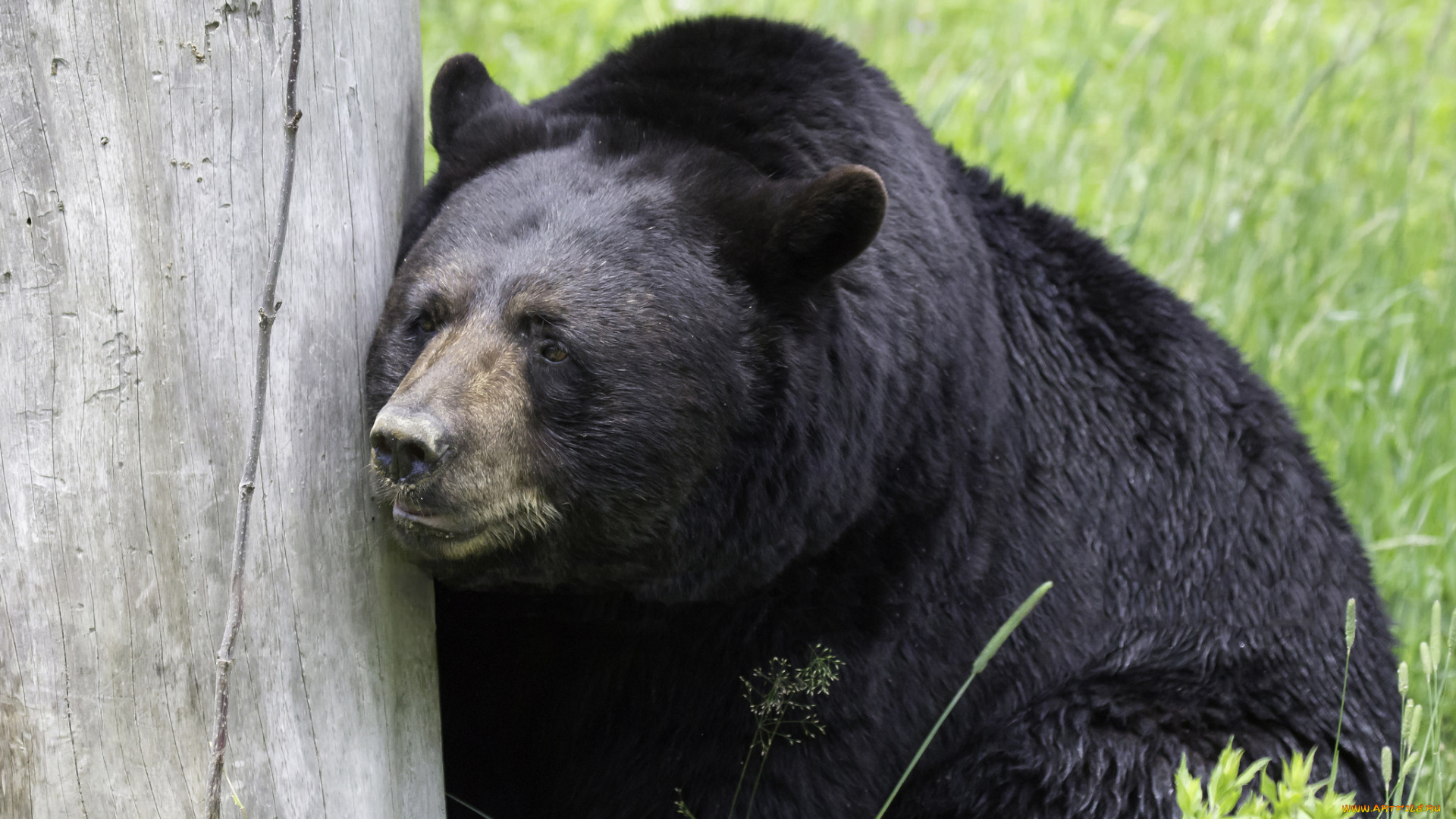 животные, медведи, природа, большой, животное, медведь