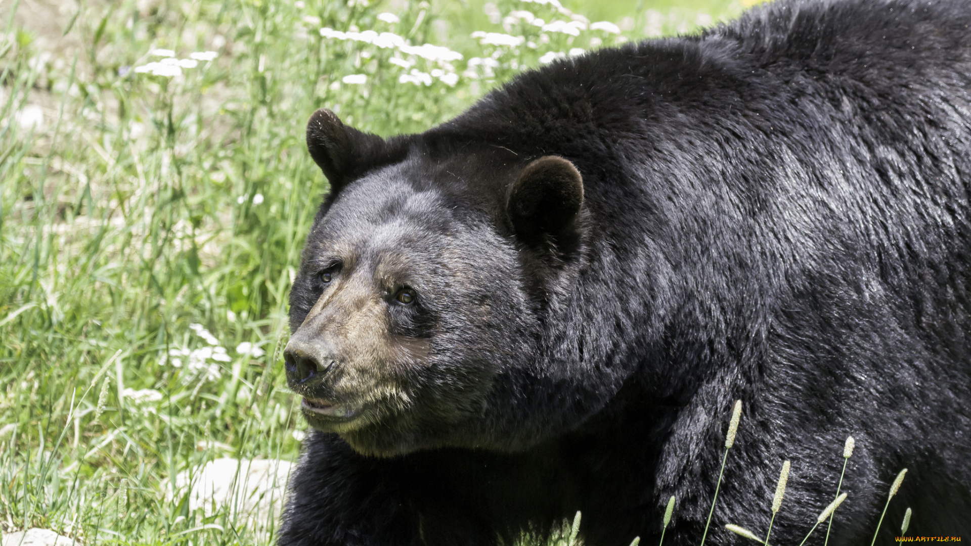 животные, медведи, животное, большой, природа, медведь
