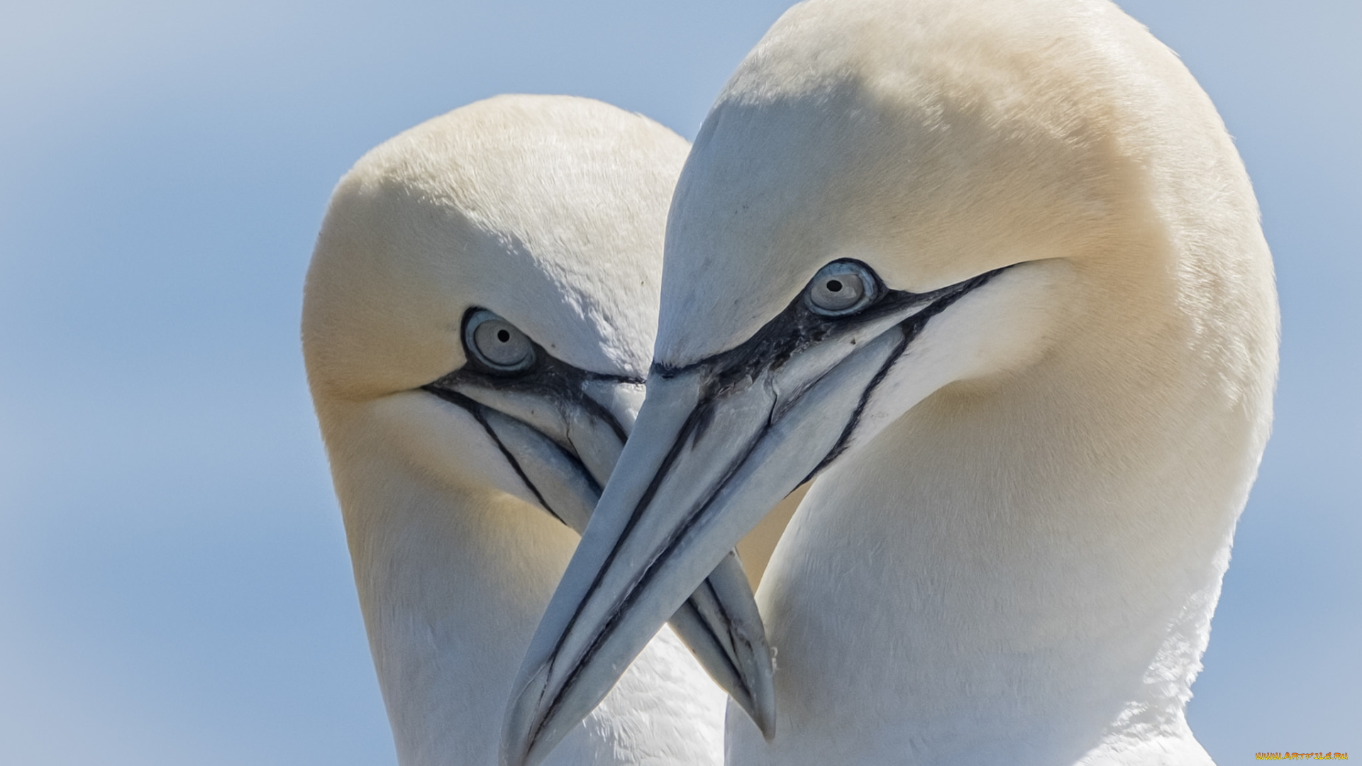 животные, олуши, лапки, клюв, белая, птица, олуша