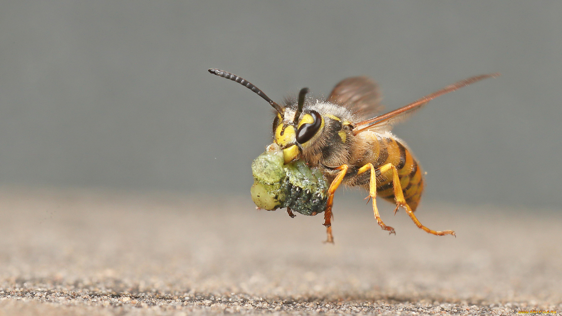 животные, пчелы, , осы, , шмели, макро