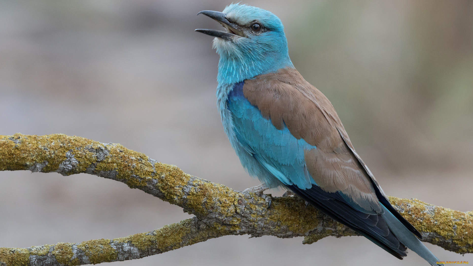 животные, птицы, птица, окрас, перья