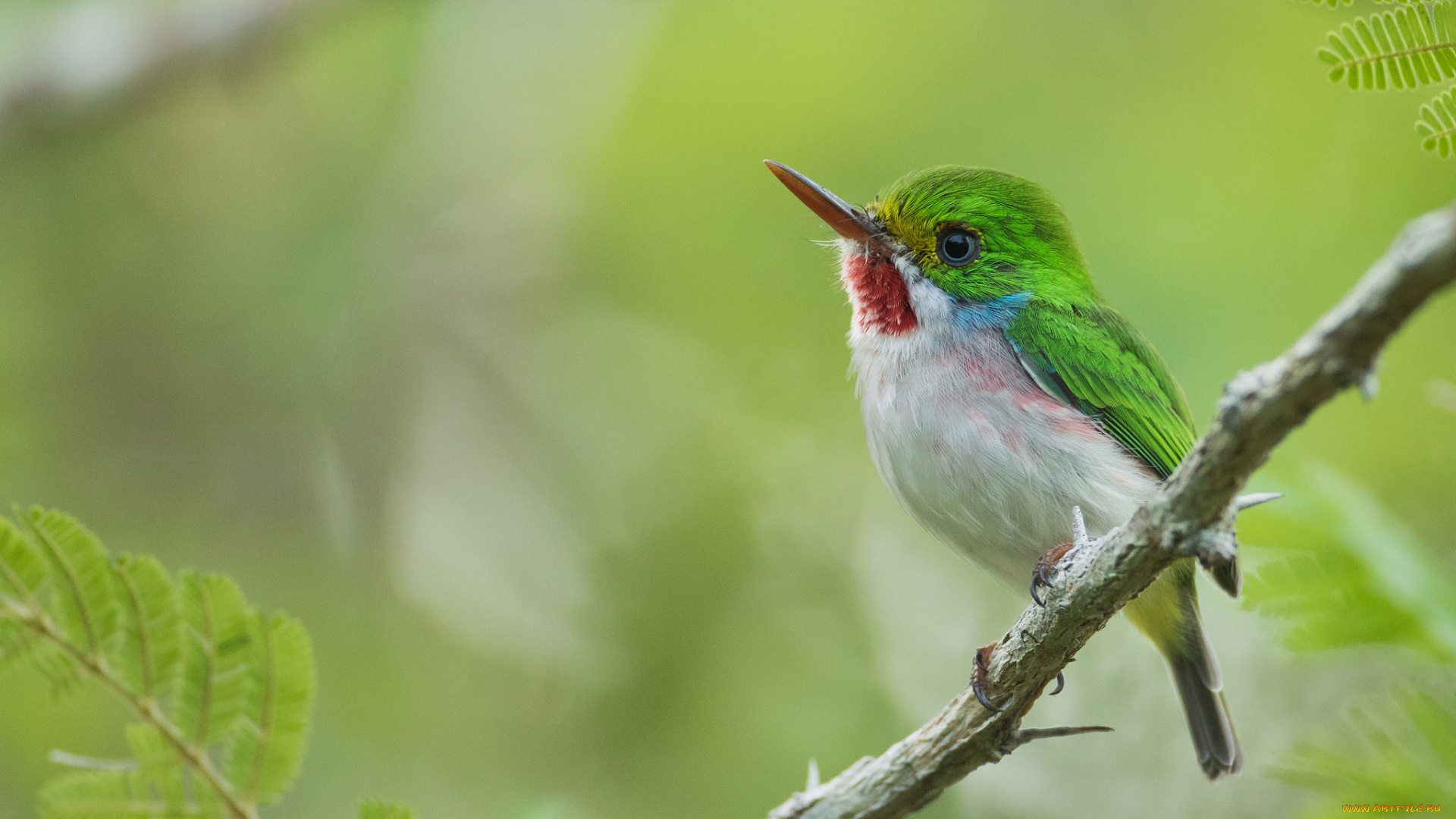 животные, птицы, ветка, листья, природа, кубинский, тоди, птичка, мира