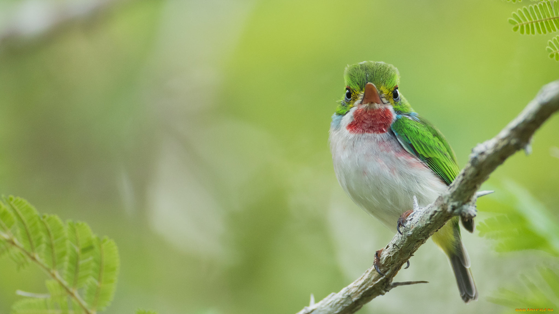 животные, птицы, ветка, природа, кубинский, тоди, птичка, мира, листья