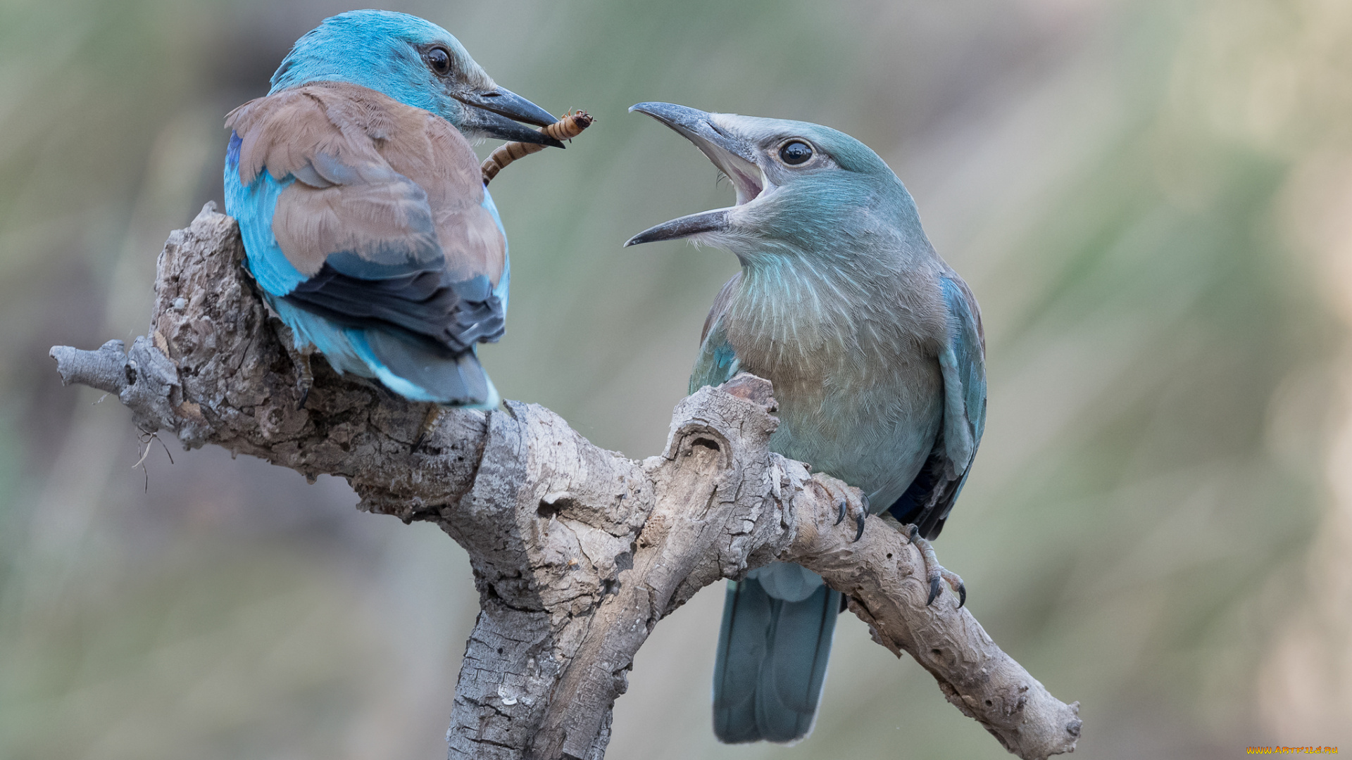 животные, птицы, забавная, окрас, перья, птица