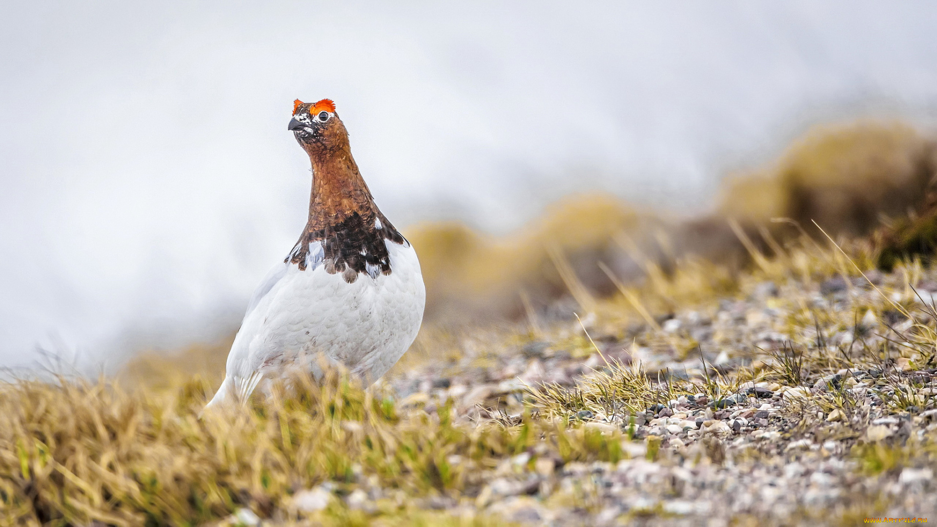 животные, птицы, забавная, перья, окрас, птица