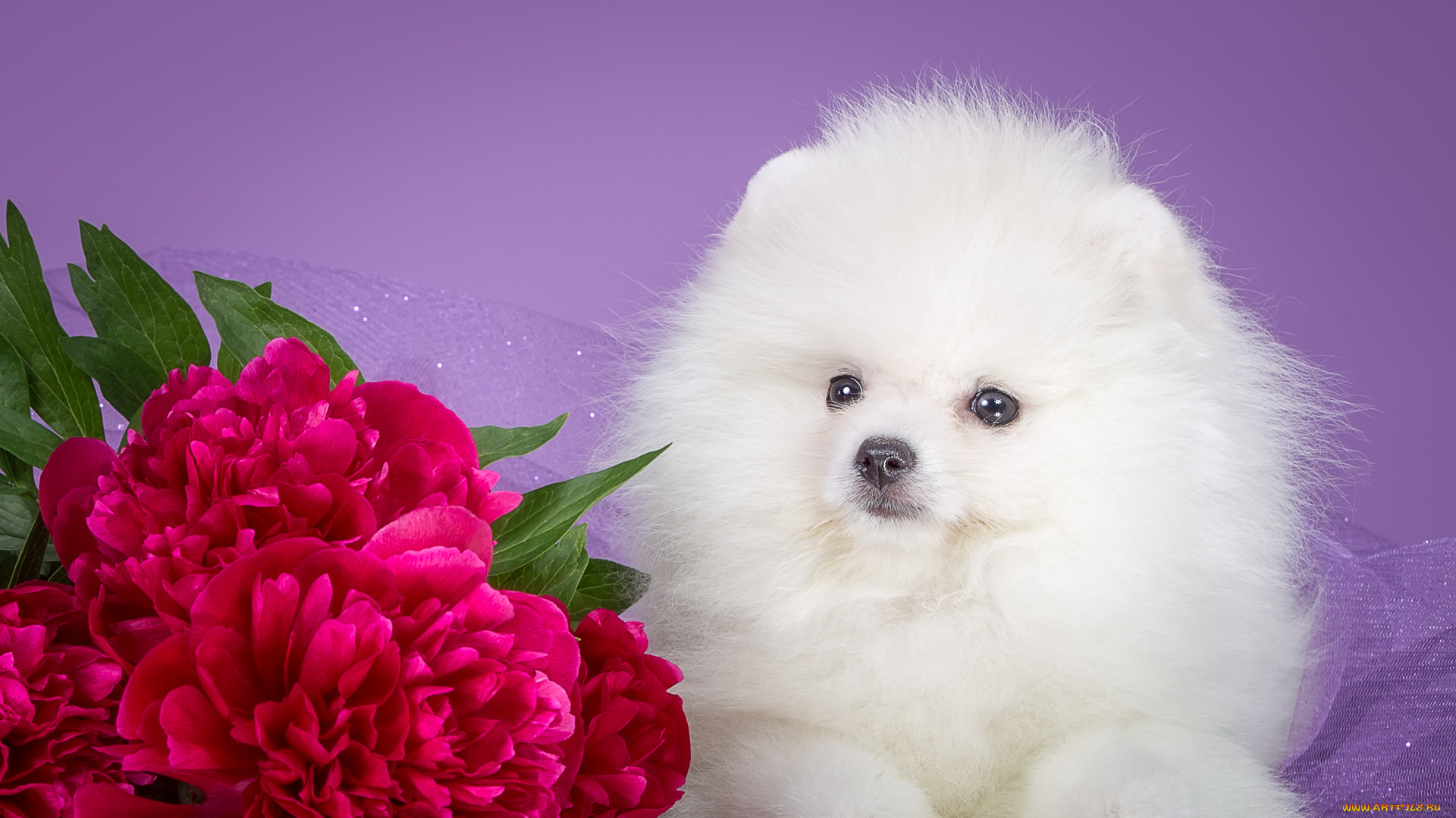 животные, собаки, щенок, боке, пионы, фон, цветы