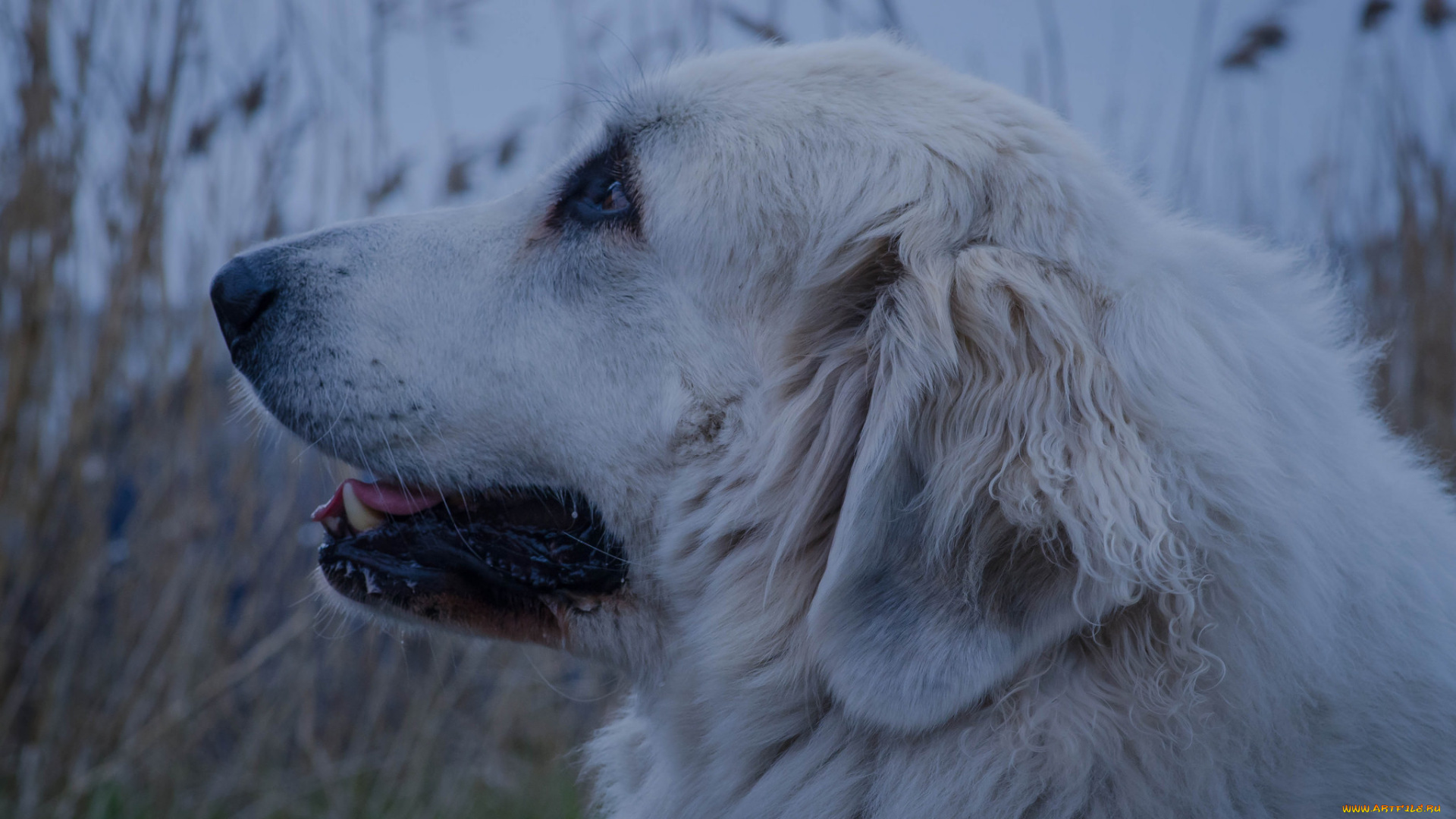 животные, собаки, собака