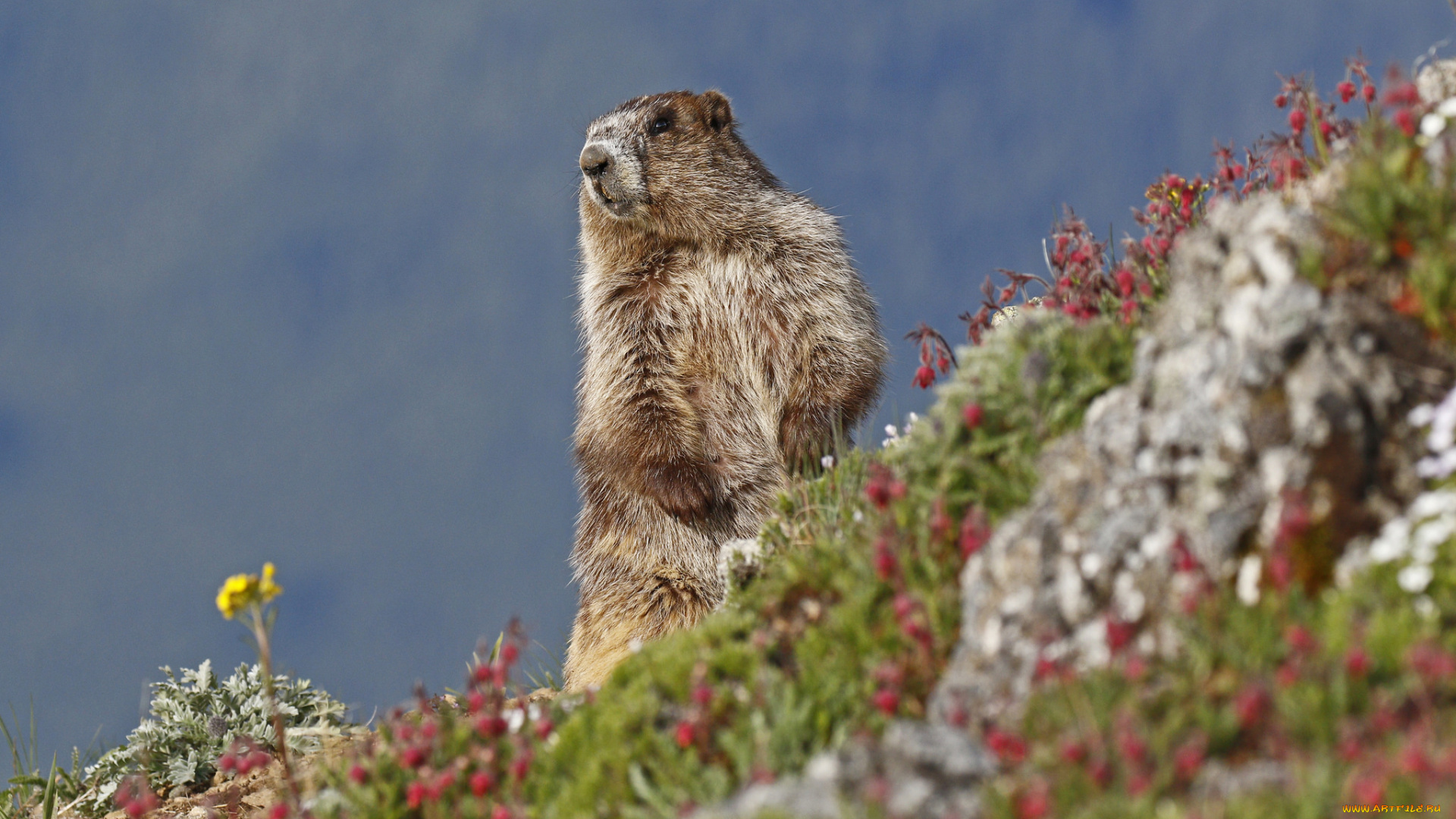 животные, суслики, , сурки, природа, цветы, камень, выдра