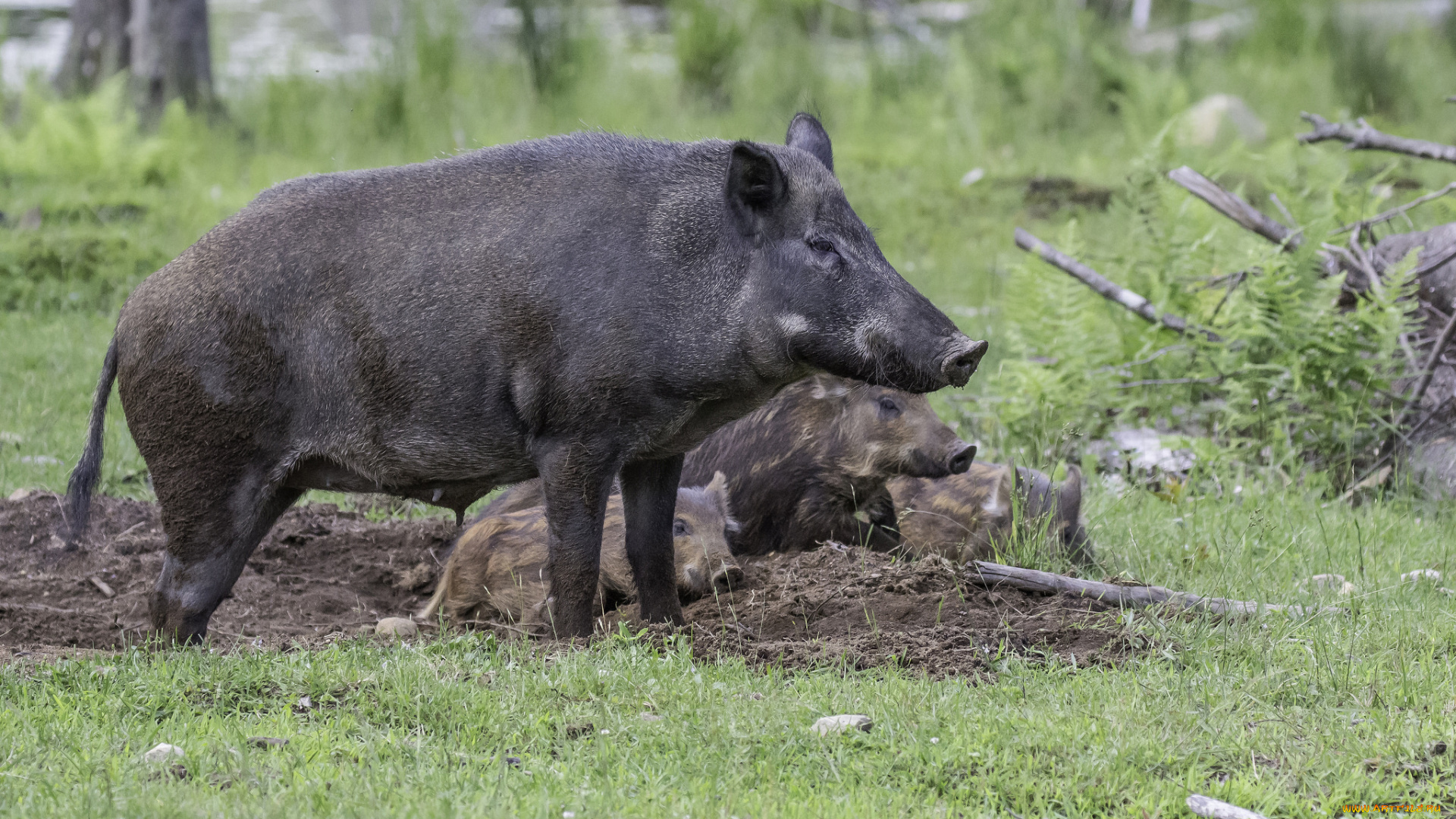животные, свиньи, , кабаны, трава, животное, природа, хрюша