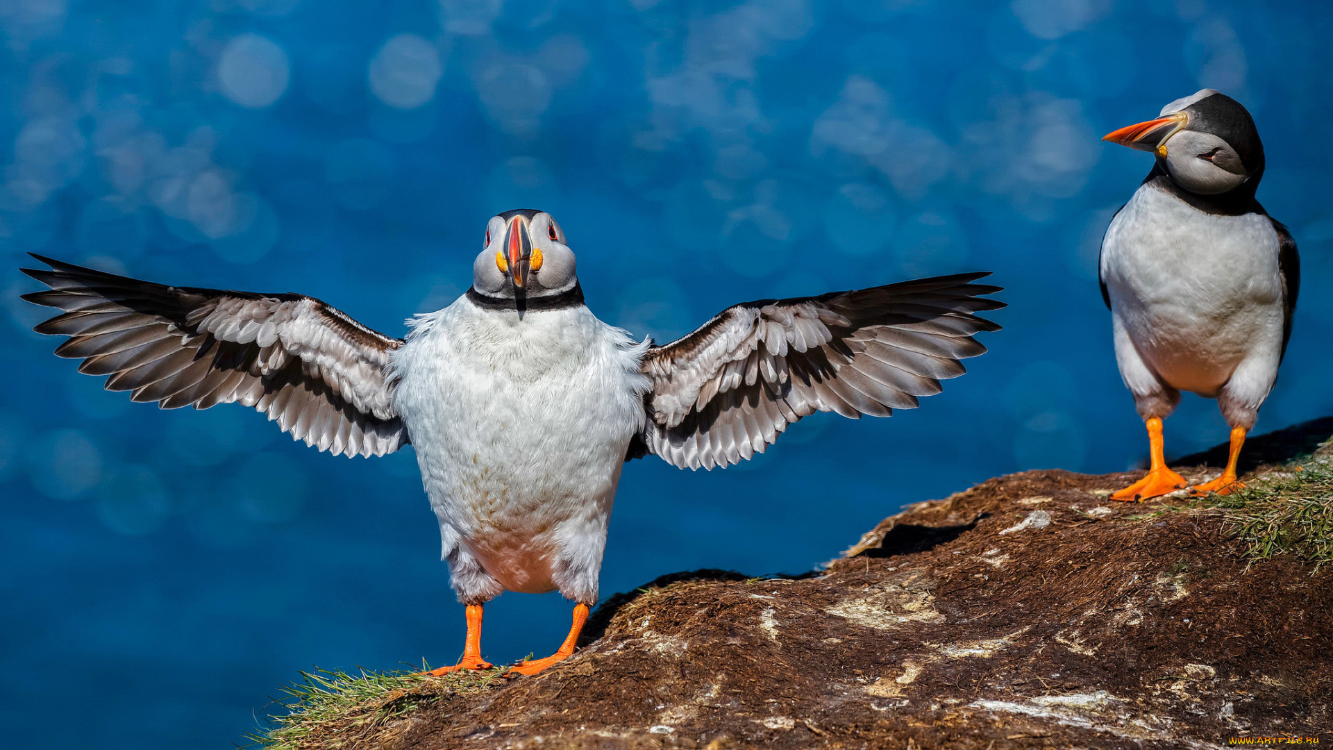 животные, тупики, перья, птица, окрас, тупик