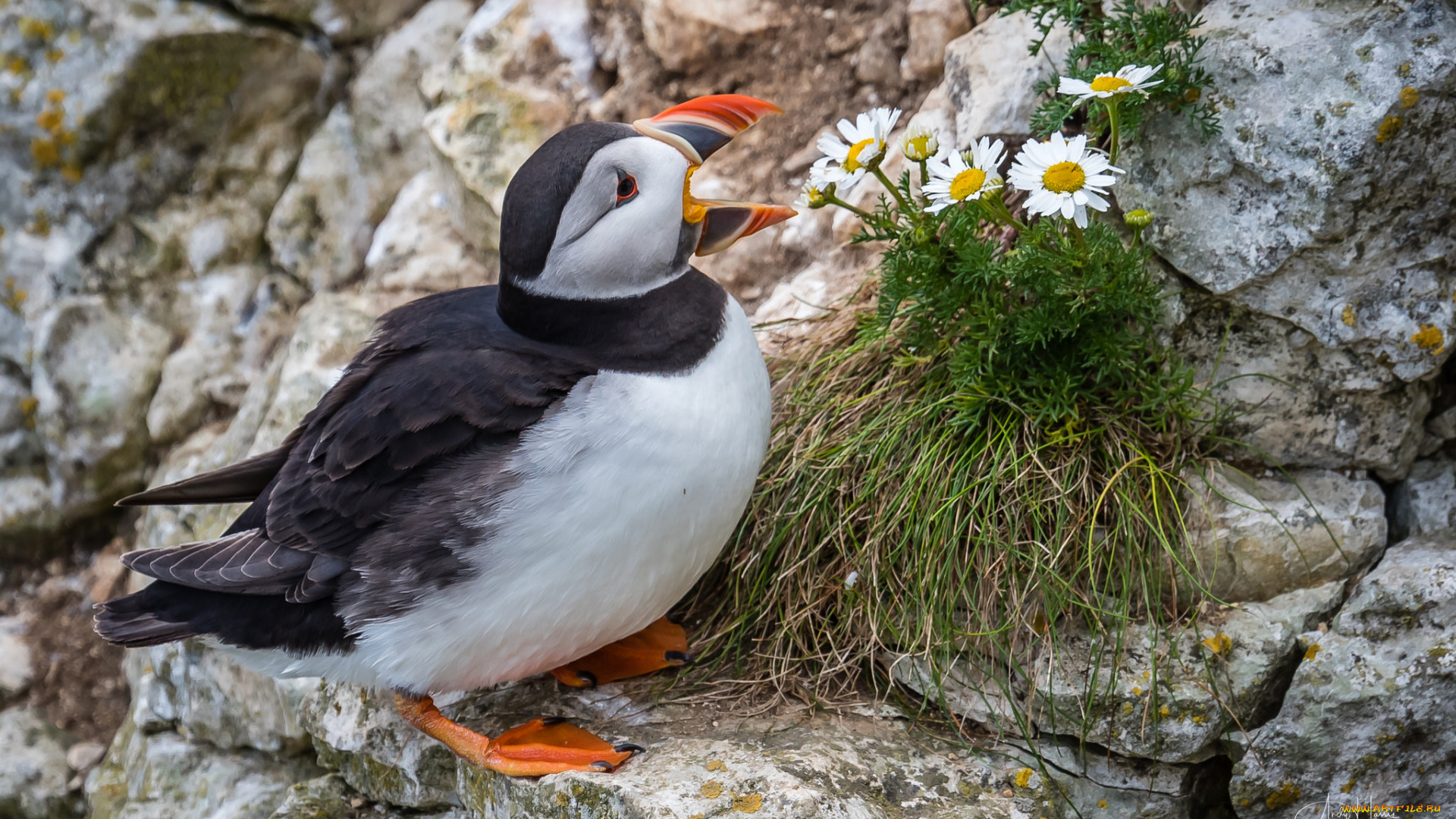животные, тупики, птица, перья, окрас, тупик