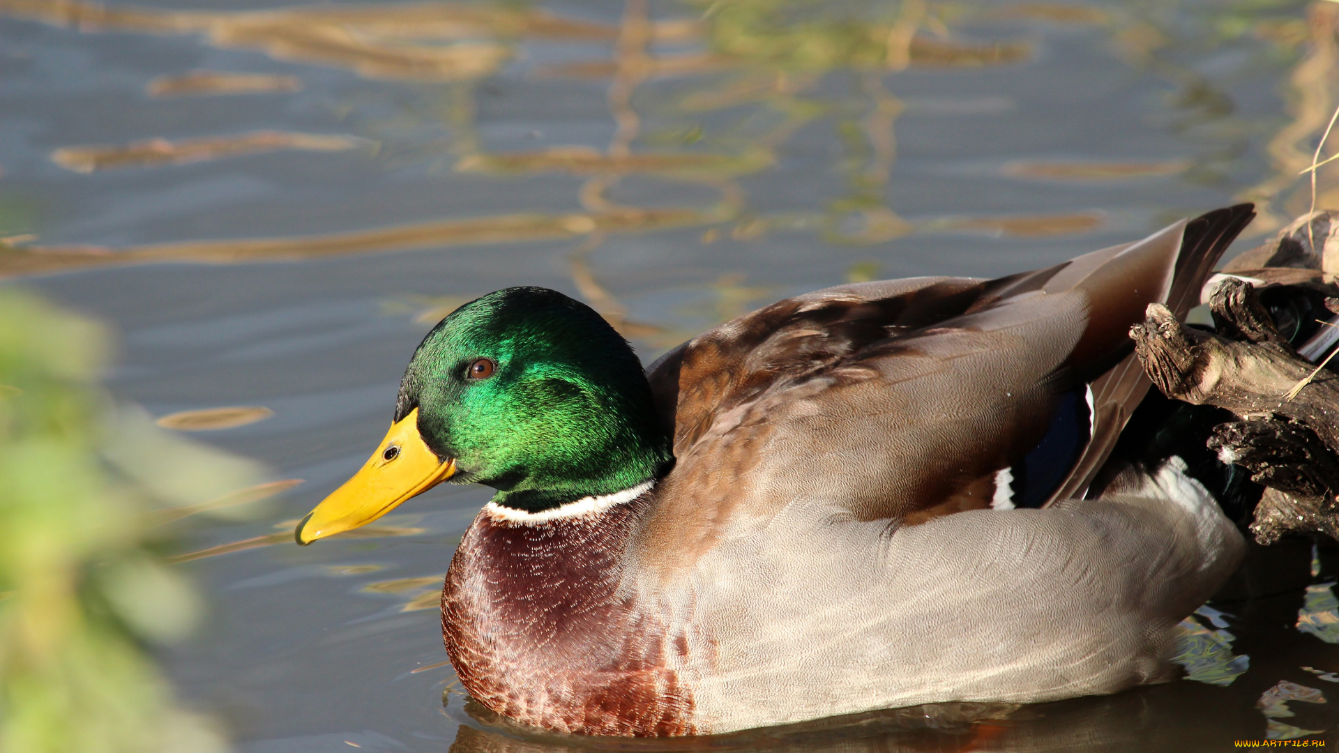животные, утки, пернатые, природа, город, водоём, водоплавающие, селезень, пруд, птицы, рязань