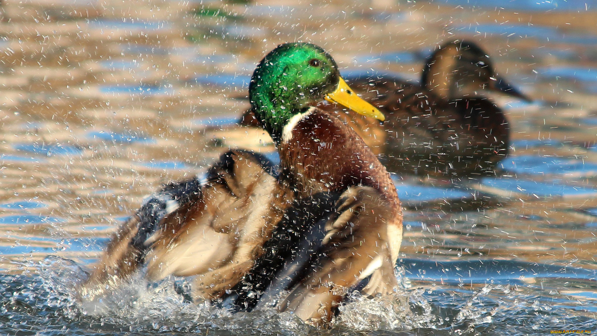животные, утки, пруд, природа, пернатые, город, водоём, водоплавающие, селезень, рязань, птицы