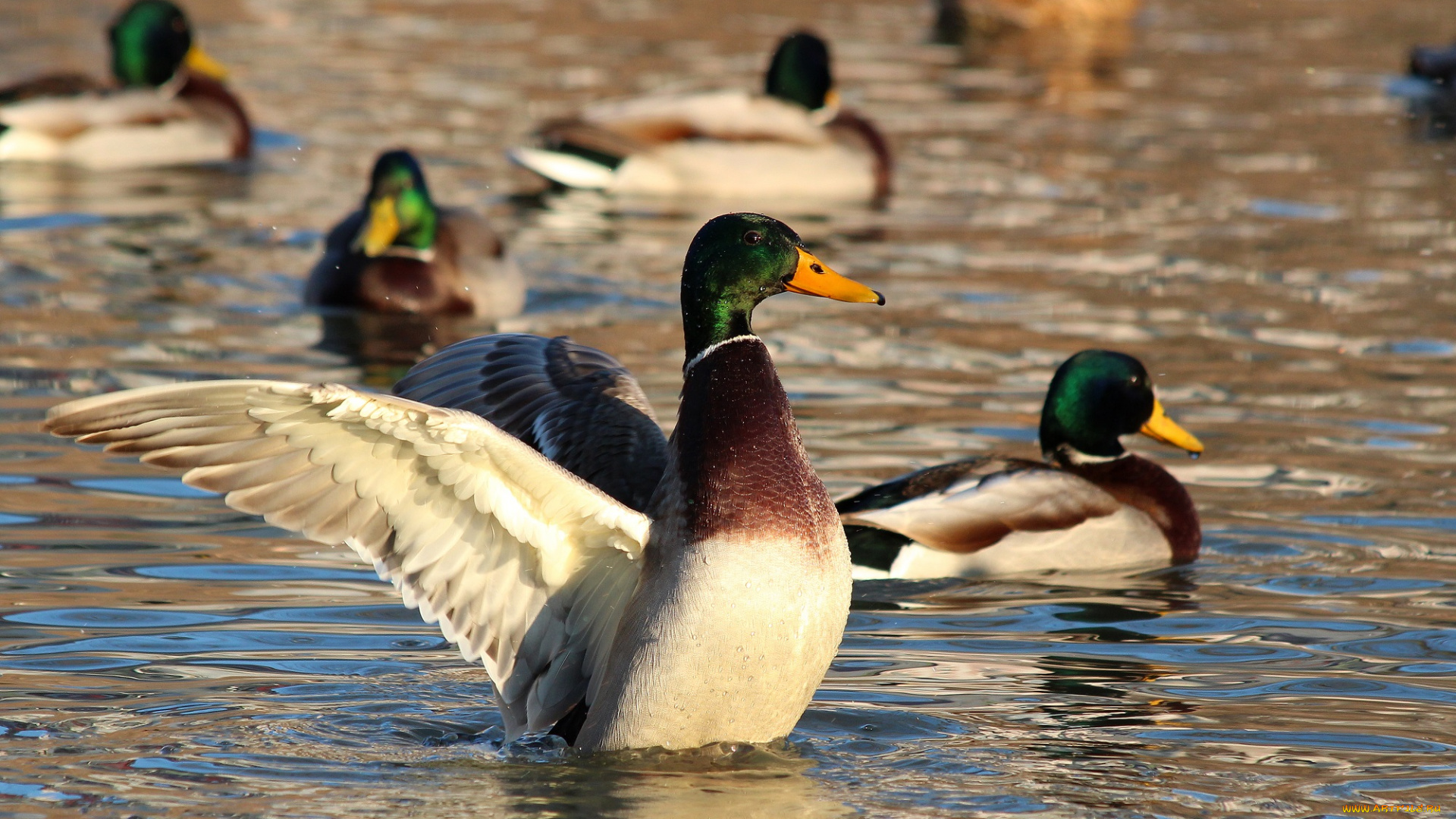 животные, утки, селезень, птицы, рязань, пруд, природа, пернатые, город, водоём, водоплавающие