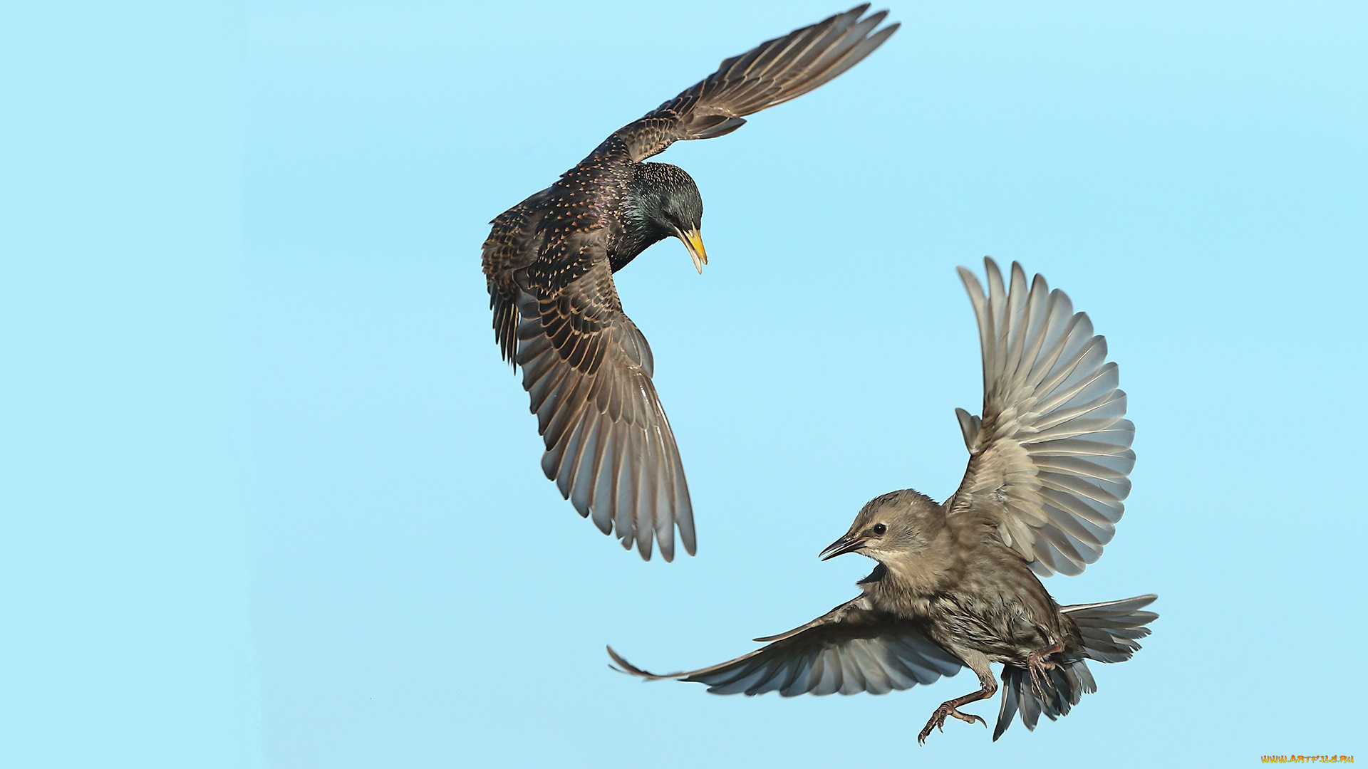 животные, вороны, , грачи, , галки, птицы