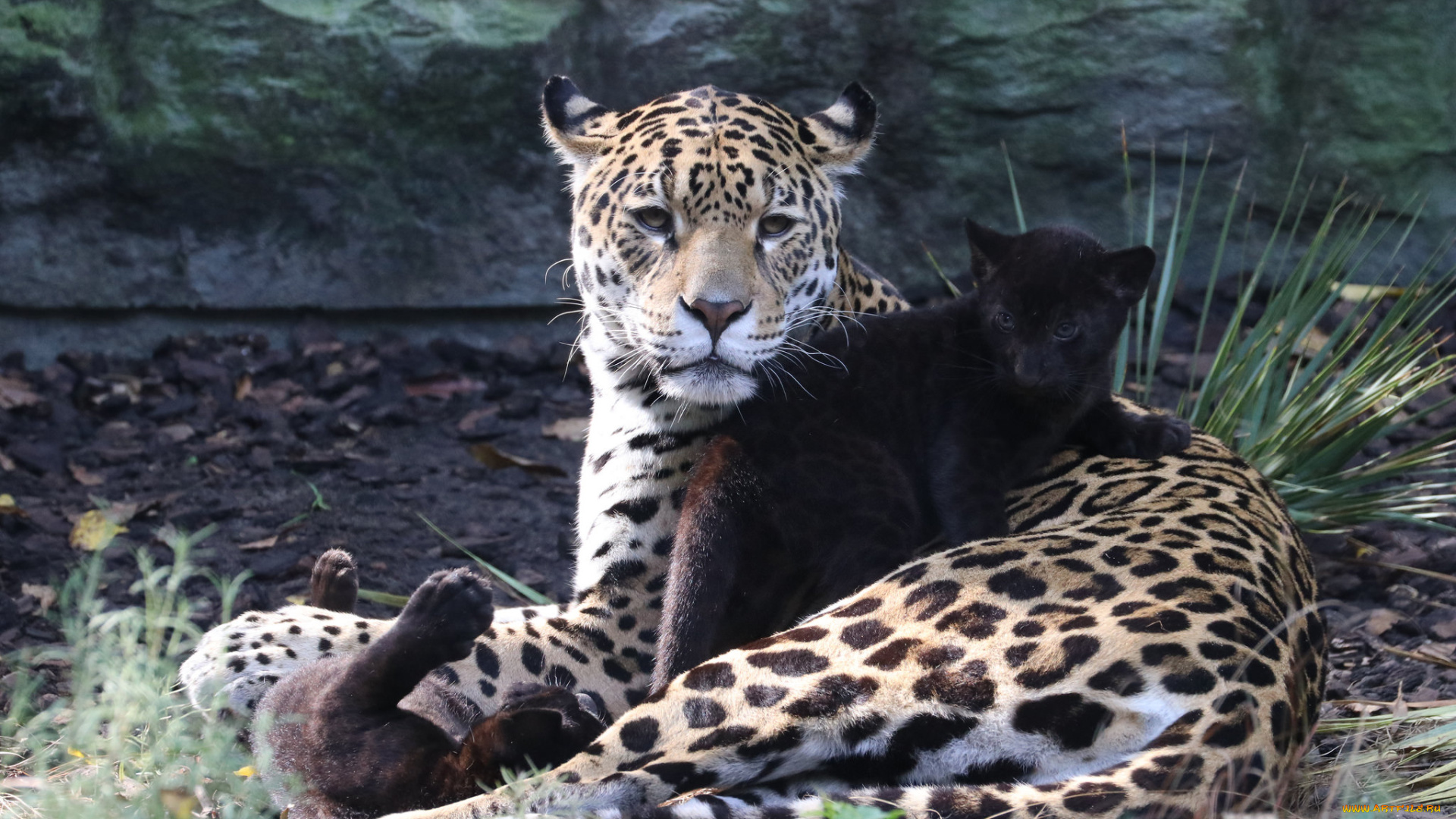 животные, Ягуары, зоопарк, природа, ягуар, мама, малыш