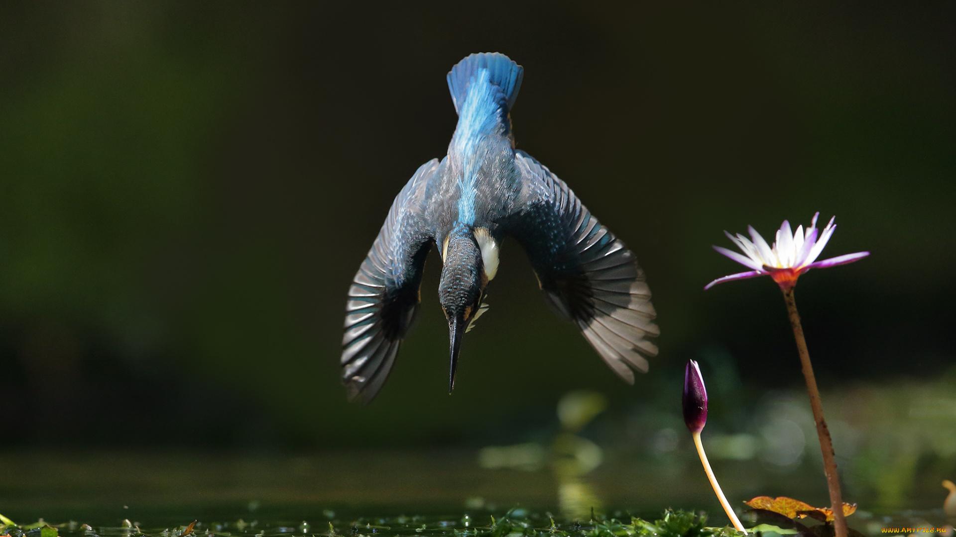 животные, зимородки, птица, окрас, перья