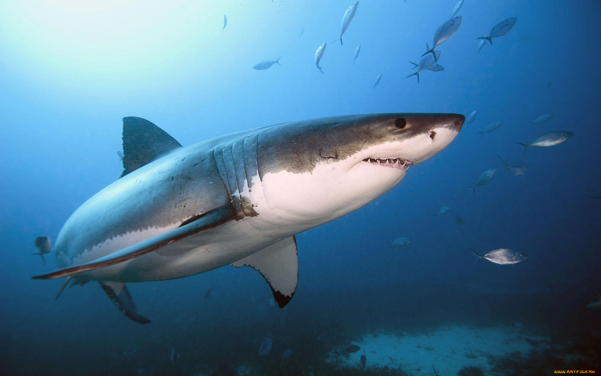 животные, акулы, море, акула