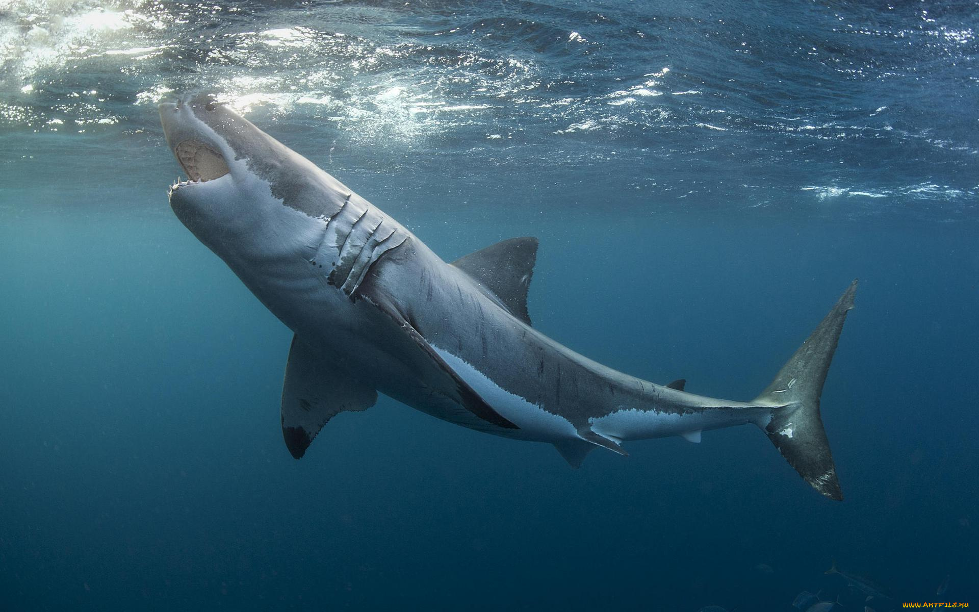 животные, акулы, море, акула