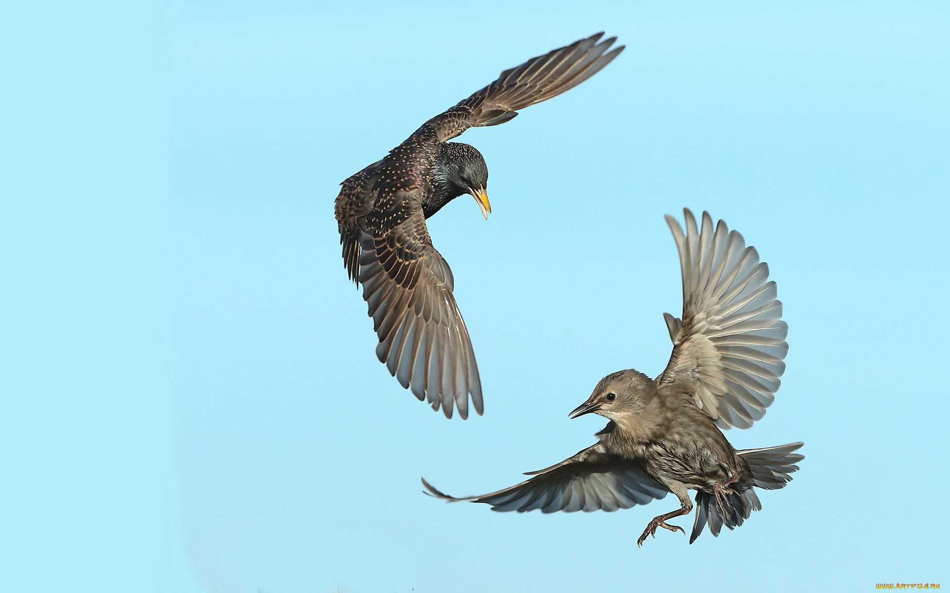 животные, вороны, , грачи, , галки, птицы