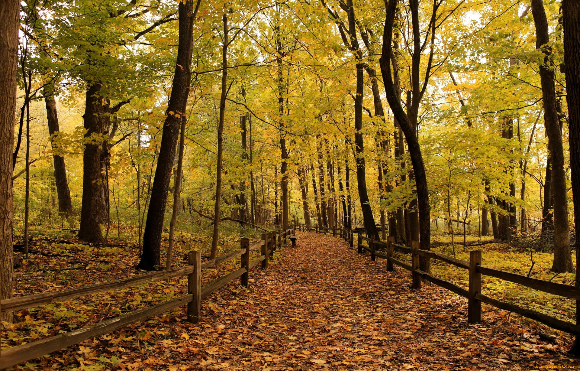 природа, деревья, тропа, листва, забор, растения